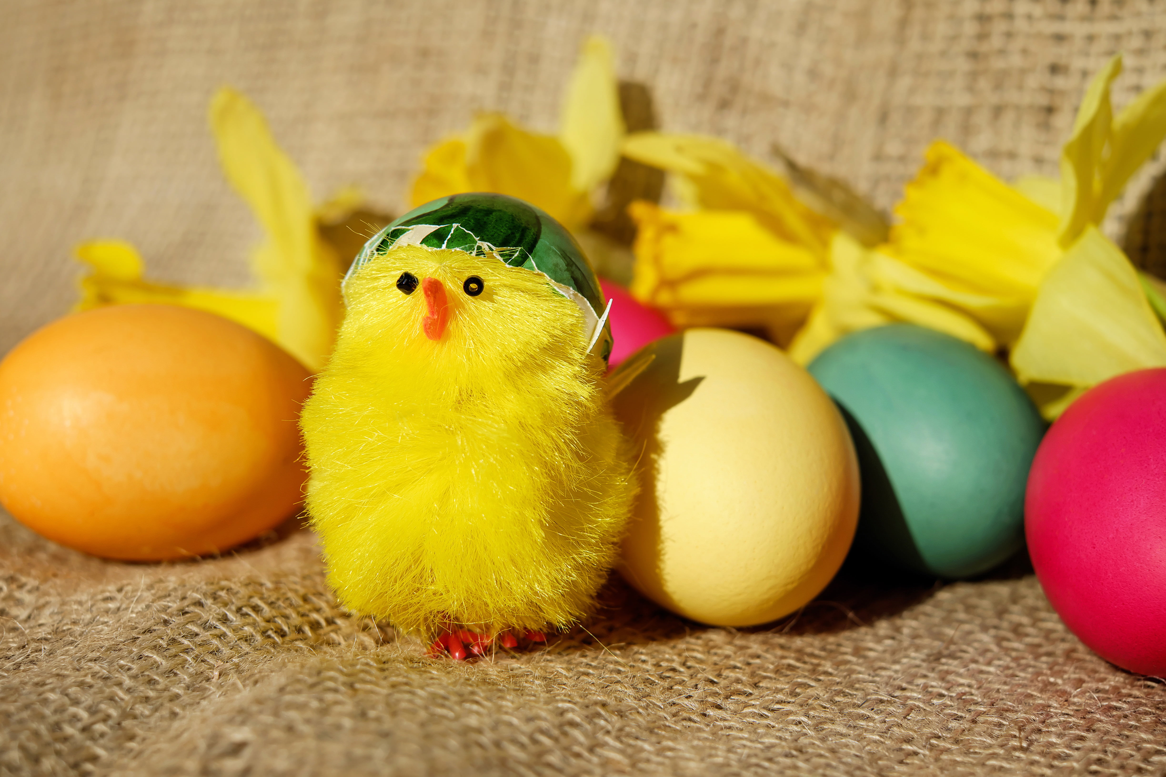 white chick, eggs, easter, yellow, animal Egg, decoration, easter Egg