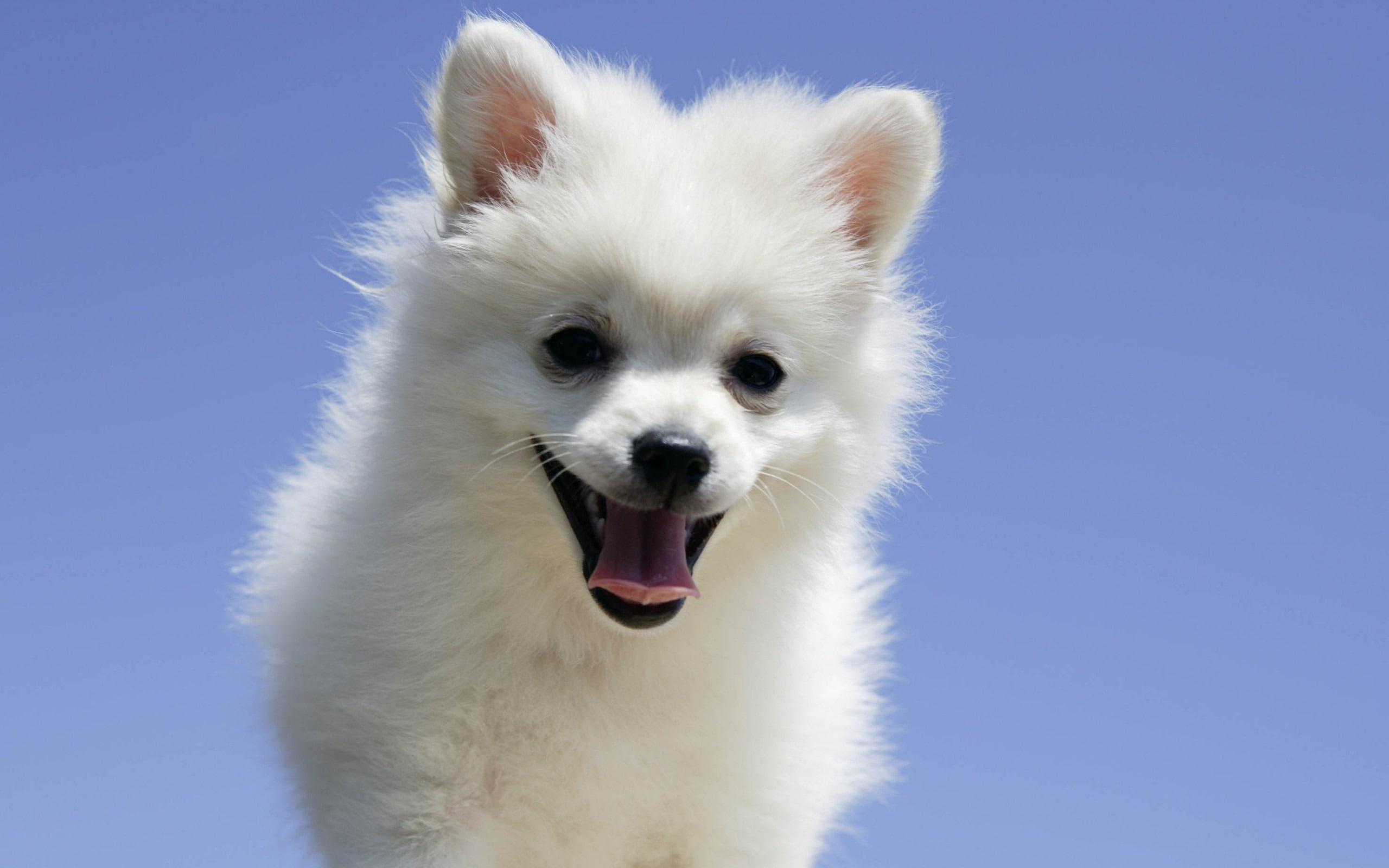 dog tongue puppy-Animal photo desktop wallpaper, white Pomeranian puppy