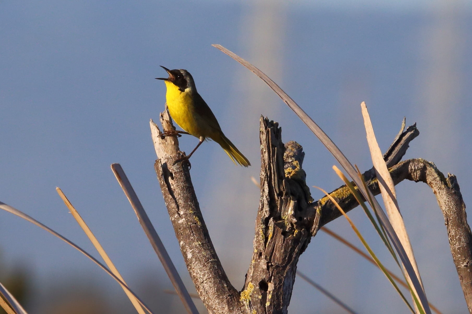 shallow focus photography of yellow bird on tree trunk, California