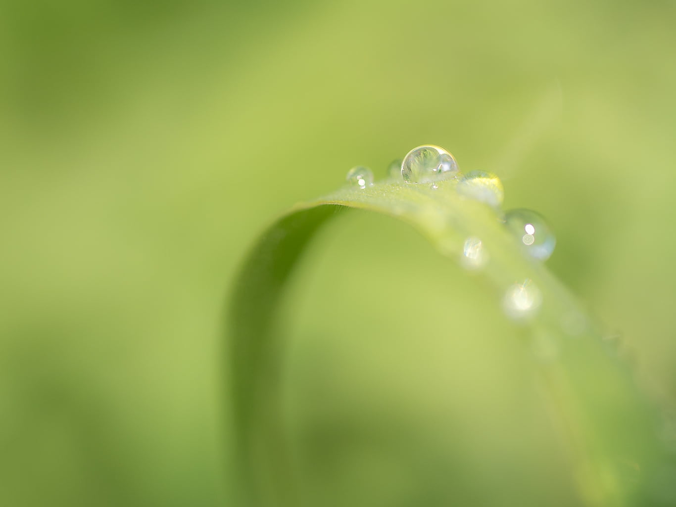 selective focus photography of water dew on leaf, drops, City Park