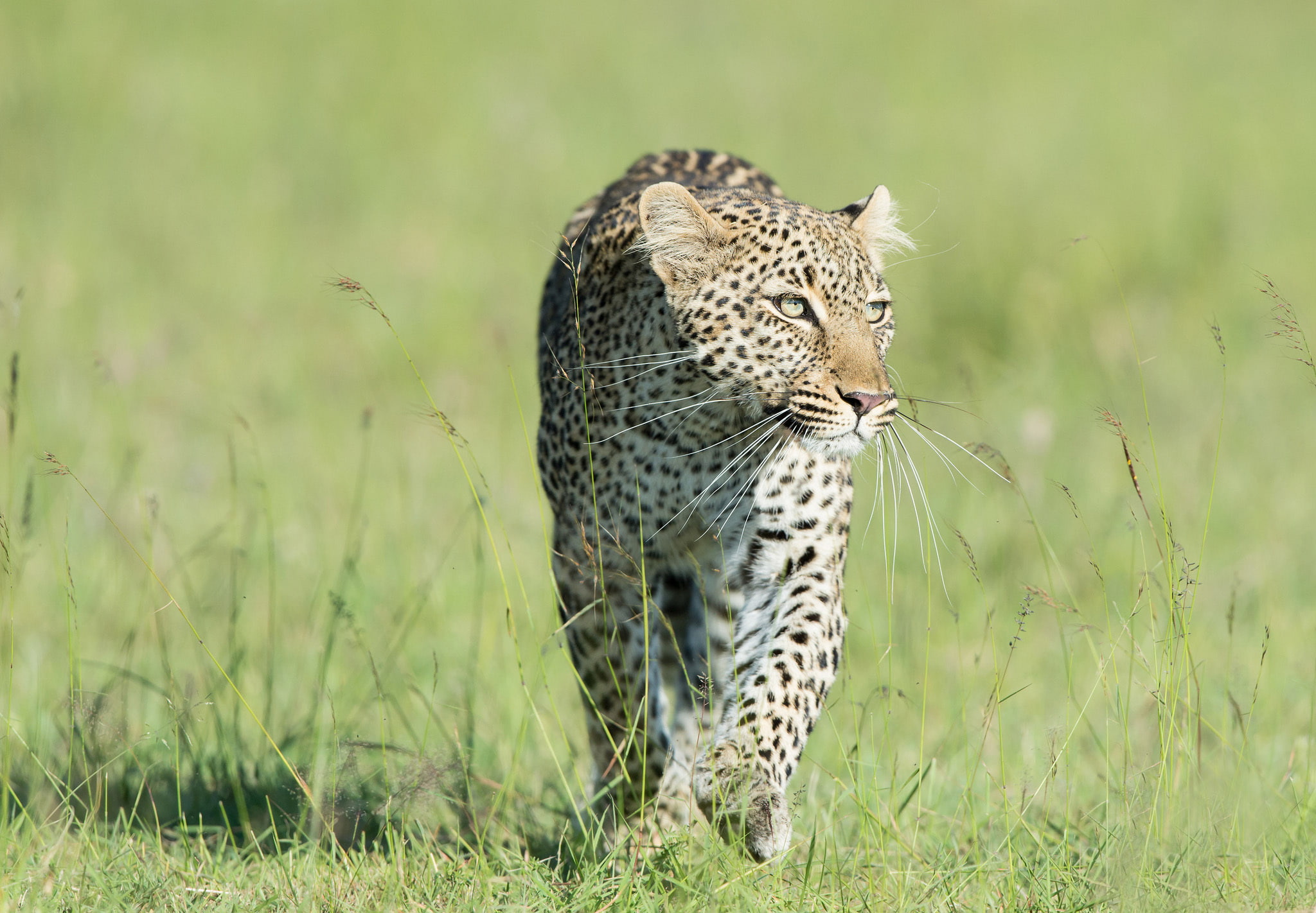 grass, predator, leopard