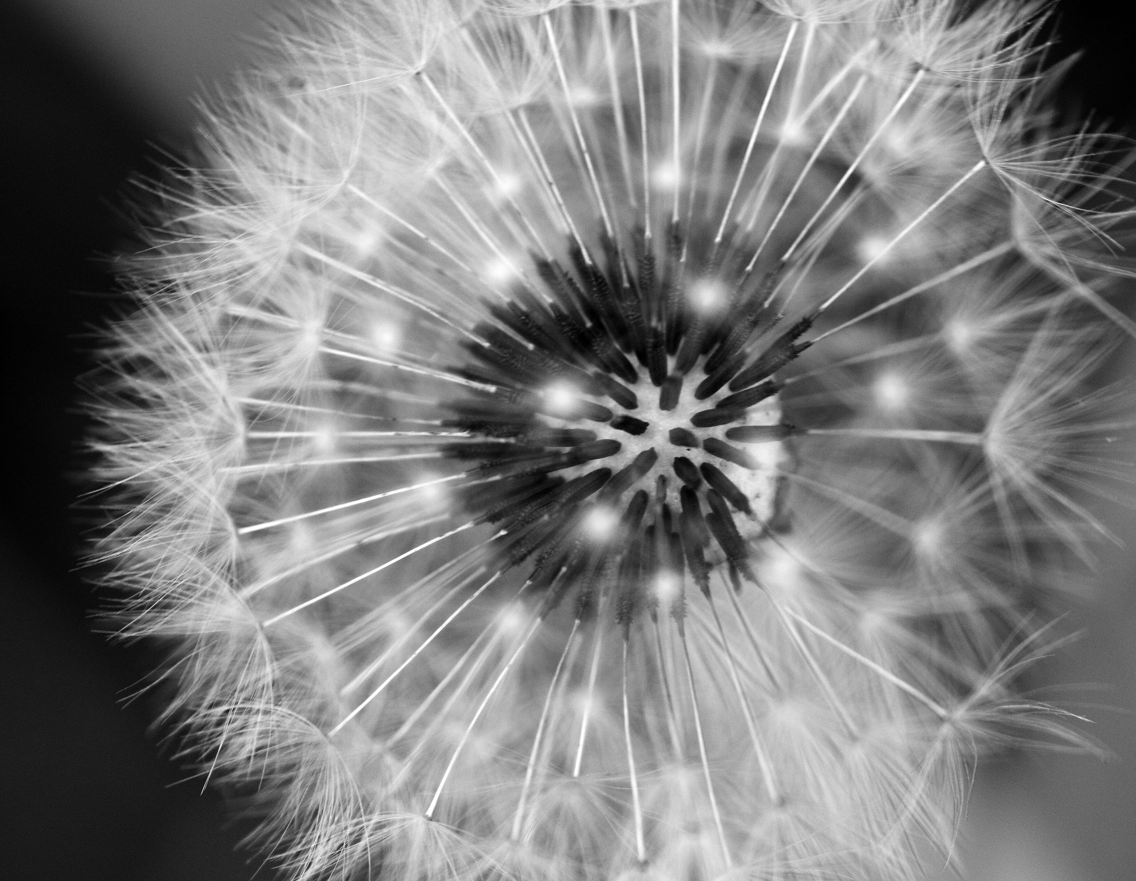 close up photography of dandelion, dandelion, B+W, macro, black and white