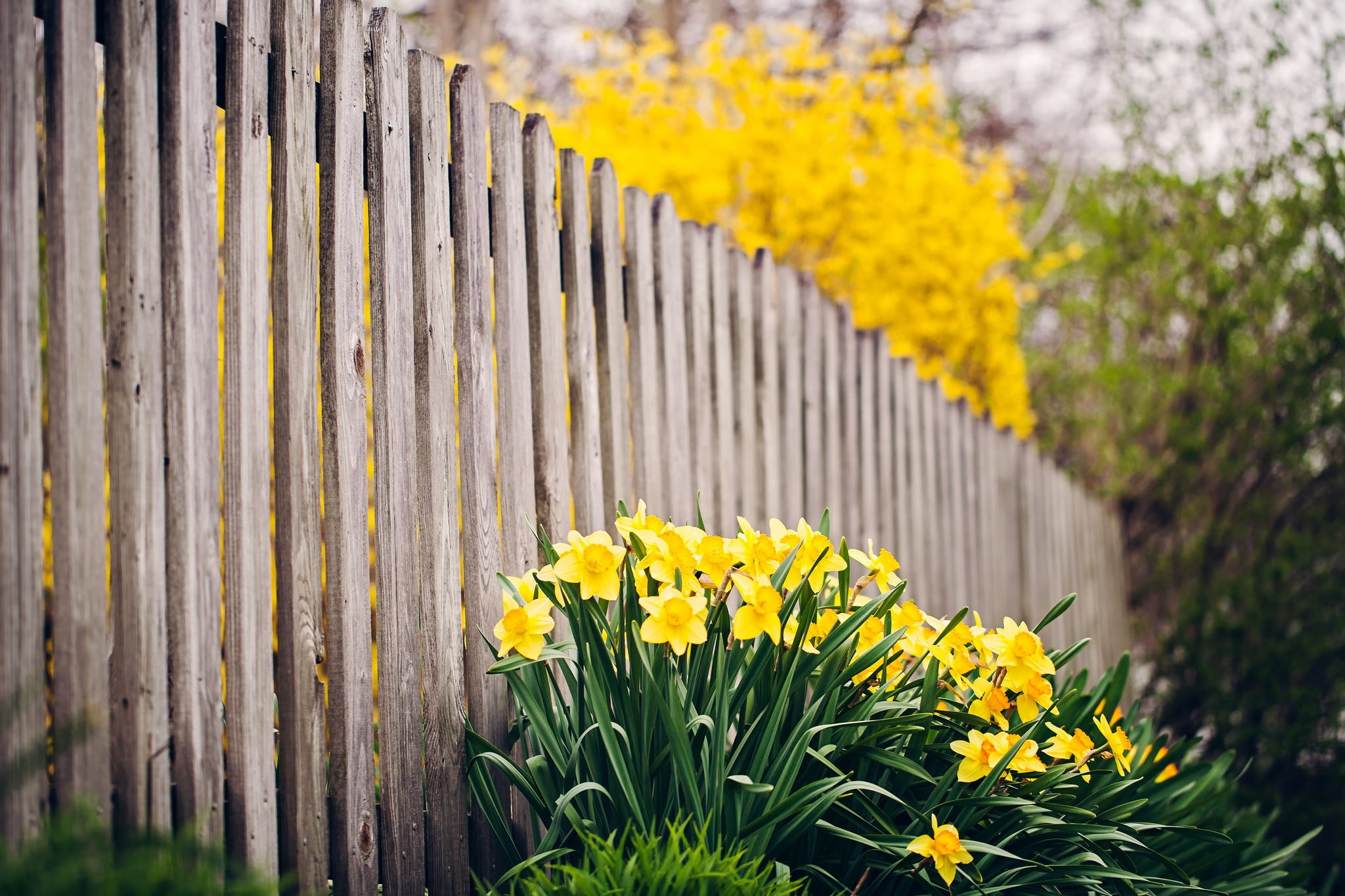fence, flowers, daffodils, yellow flowers, depth of field, plant
