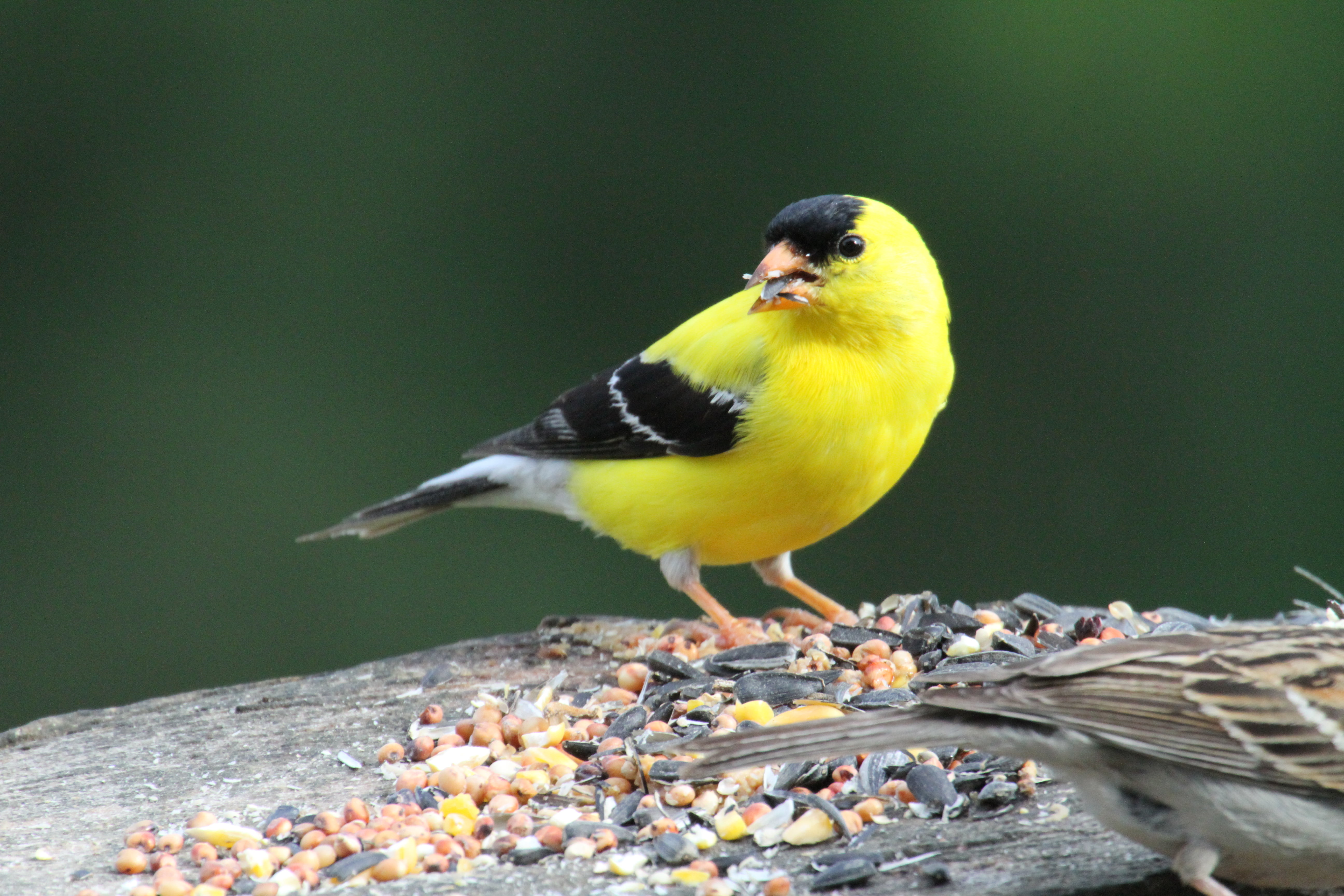 yellow and black bird closeup photography, Goldfinch, North Carolina