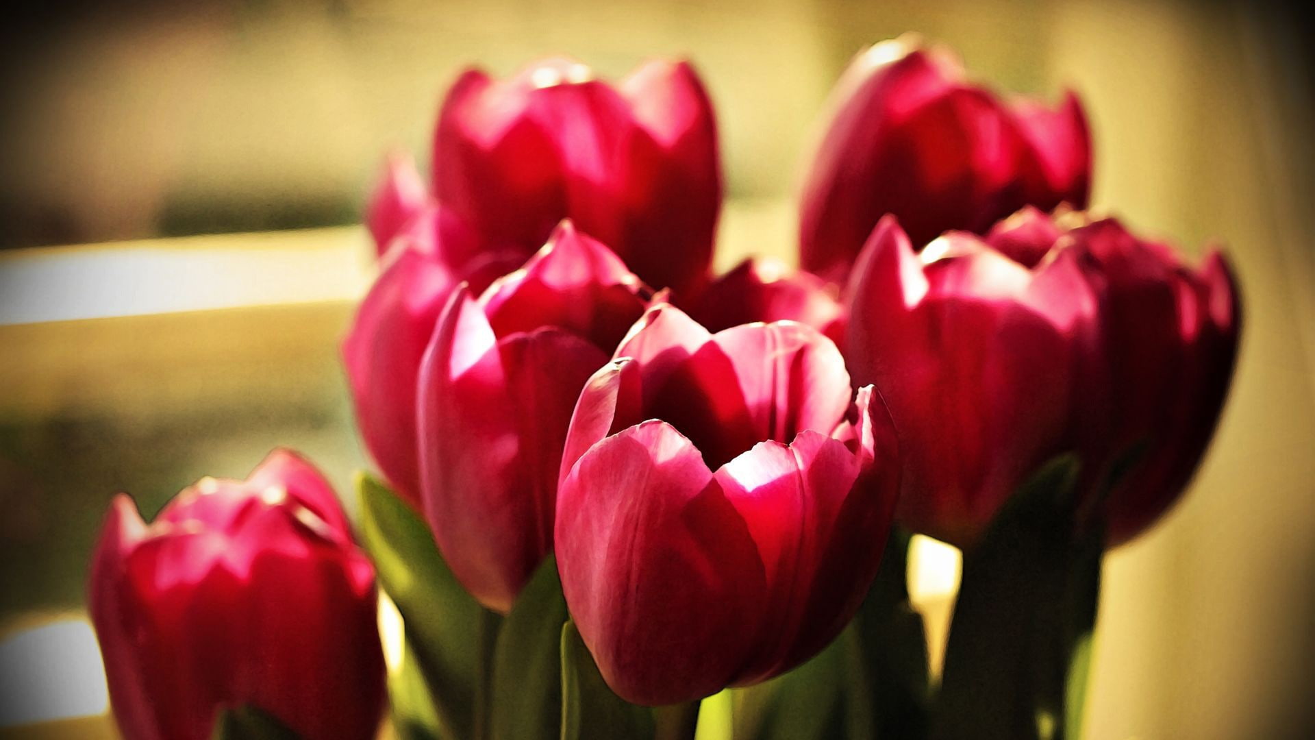 flowers, red, tulips