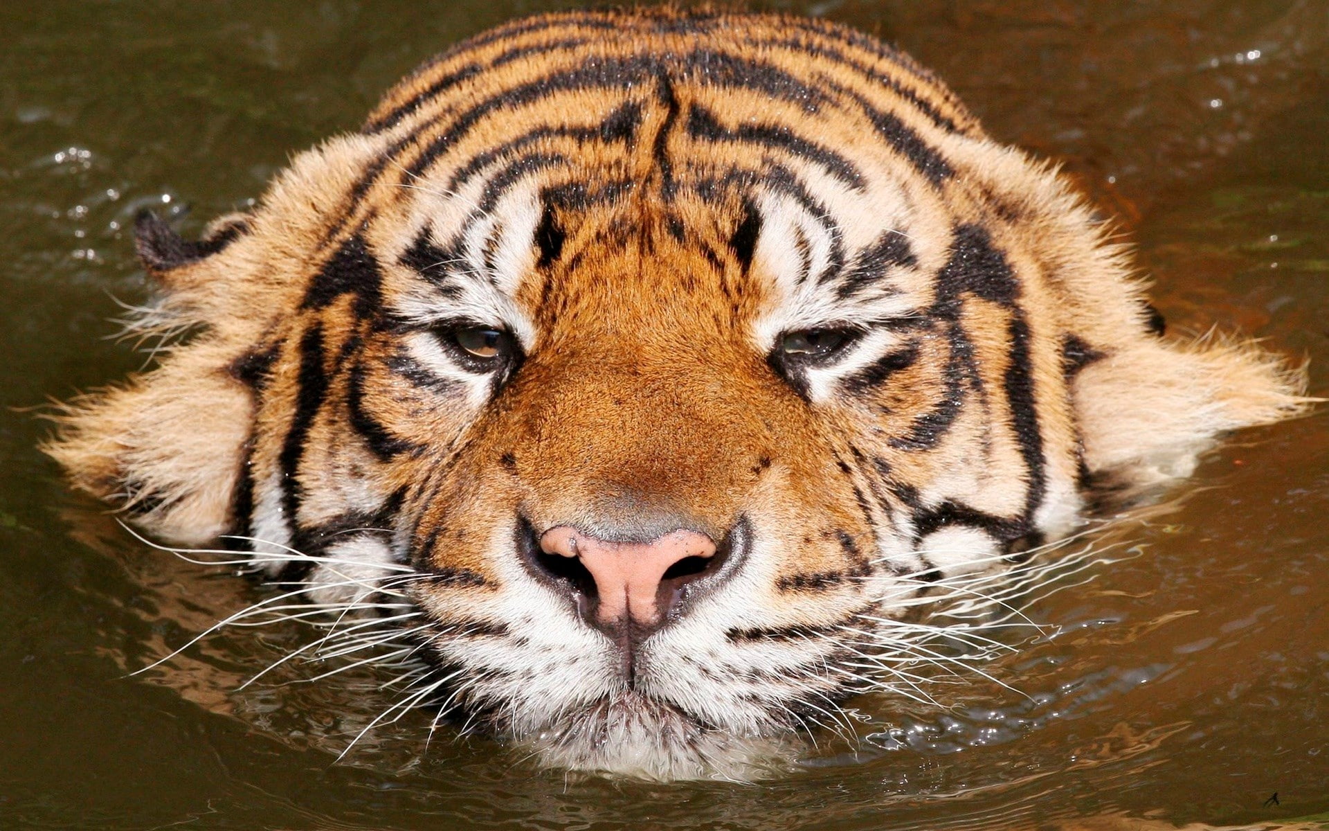 tiger