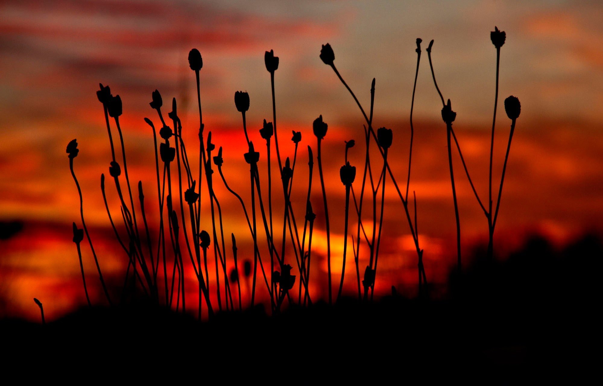 plants, silhouette, sunset, sky, beauty in nature, orange color