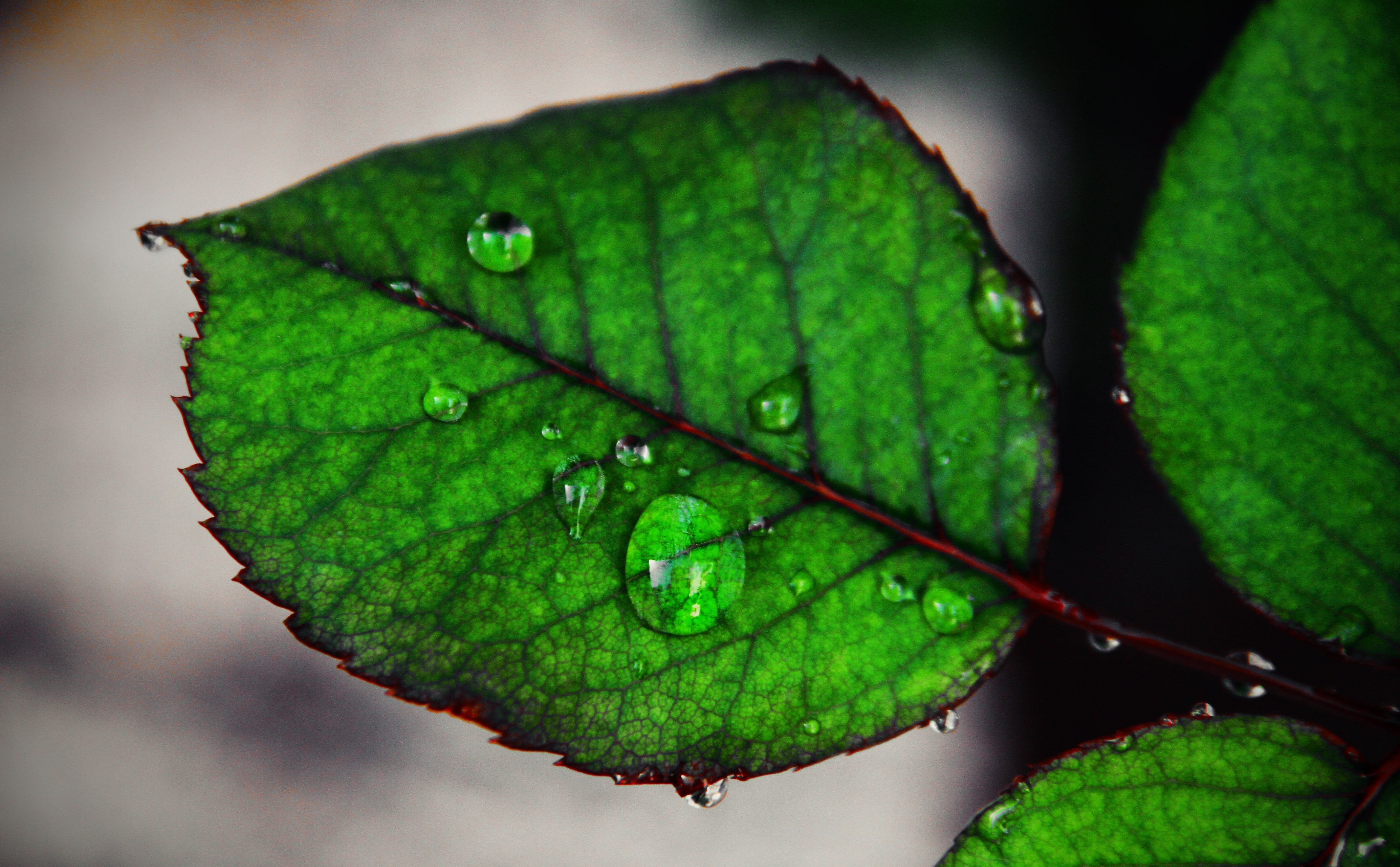 Raindrop, Aero, Macro