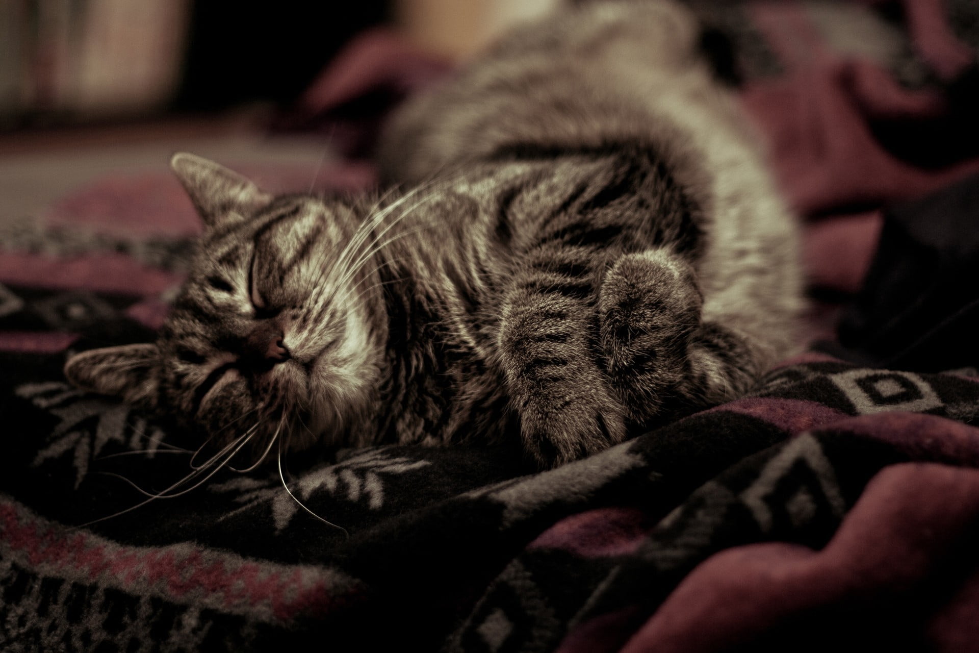 black and gray tabby cat, animals, sleeping, domestic, pets, domestic cat