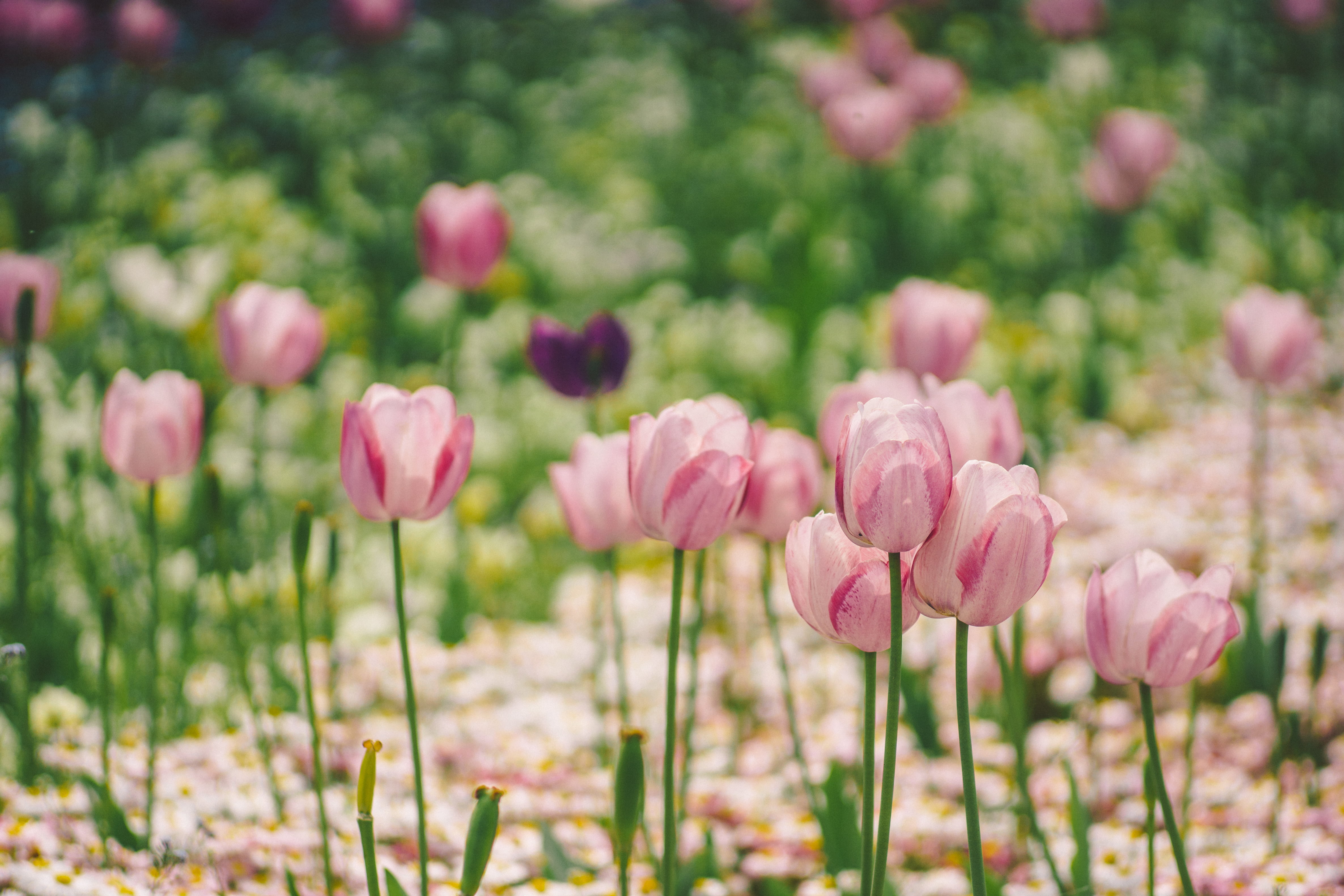 pink petal flowers photography, jupiter, m42, nature, tulip, springtime