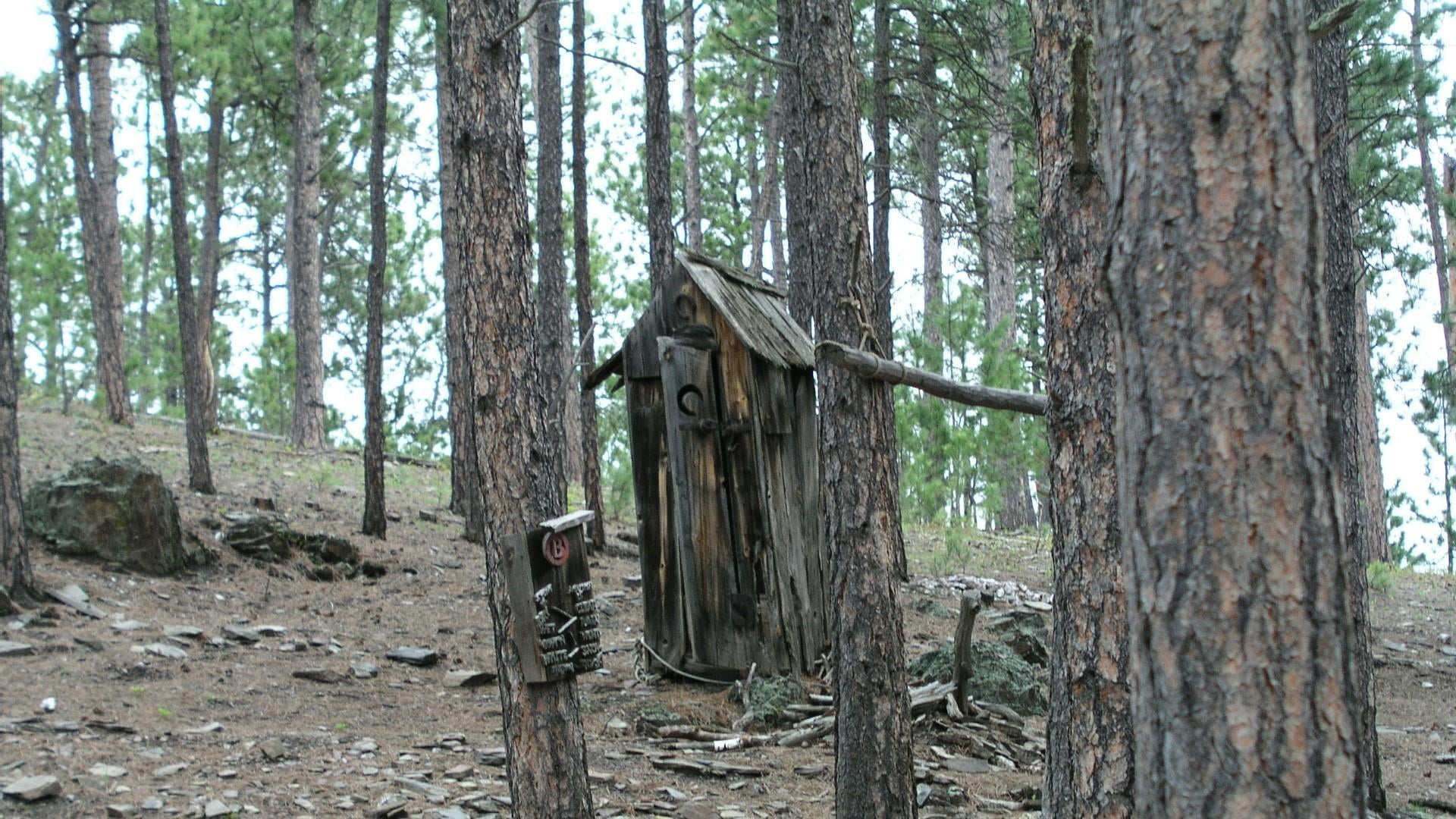 outhouse, restroom, forest, nature, tree, land, tree trunk