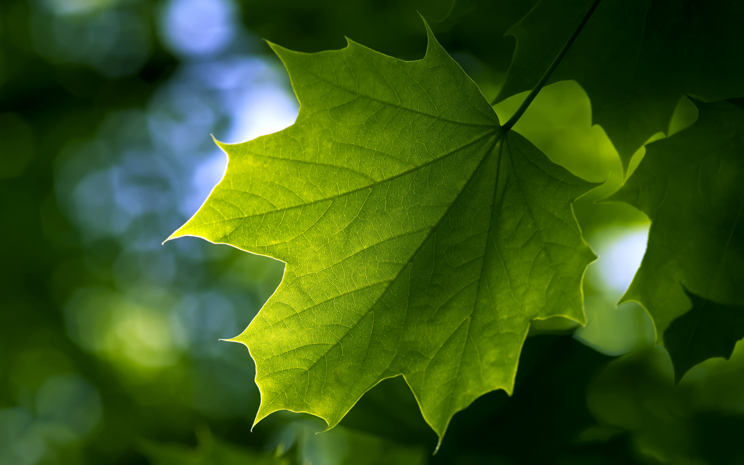 Leaf HD, nature