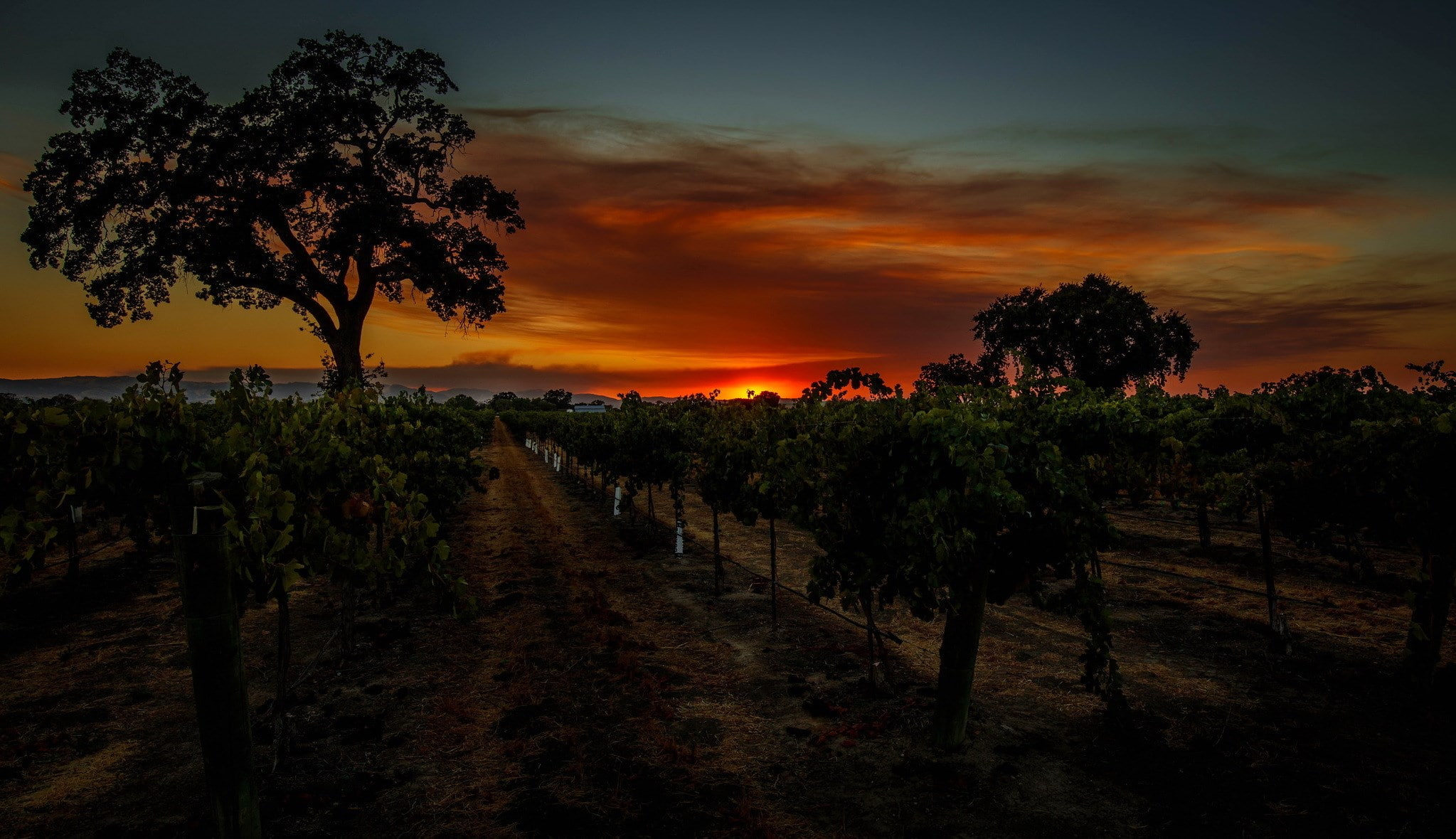 vineyard