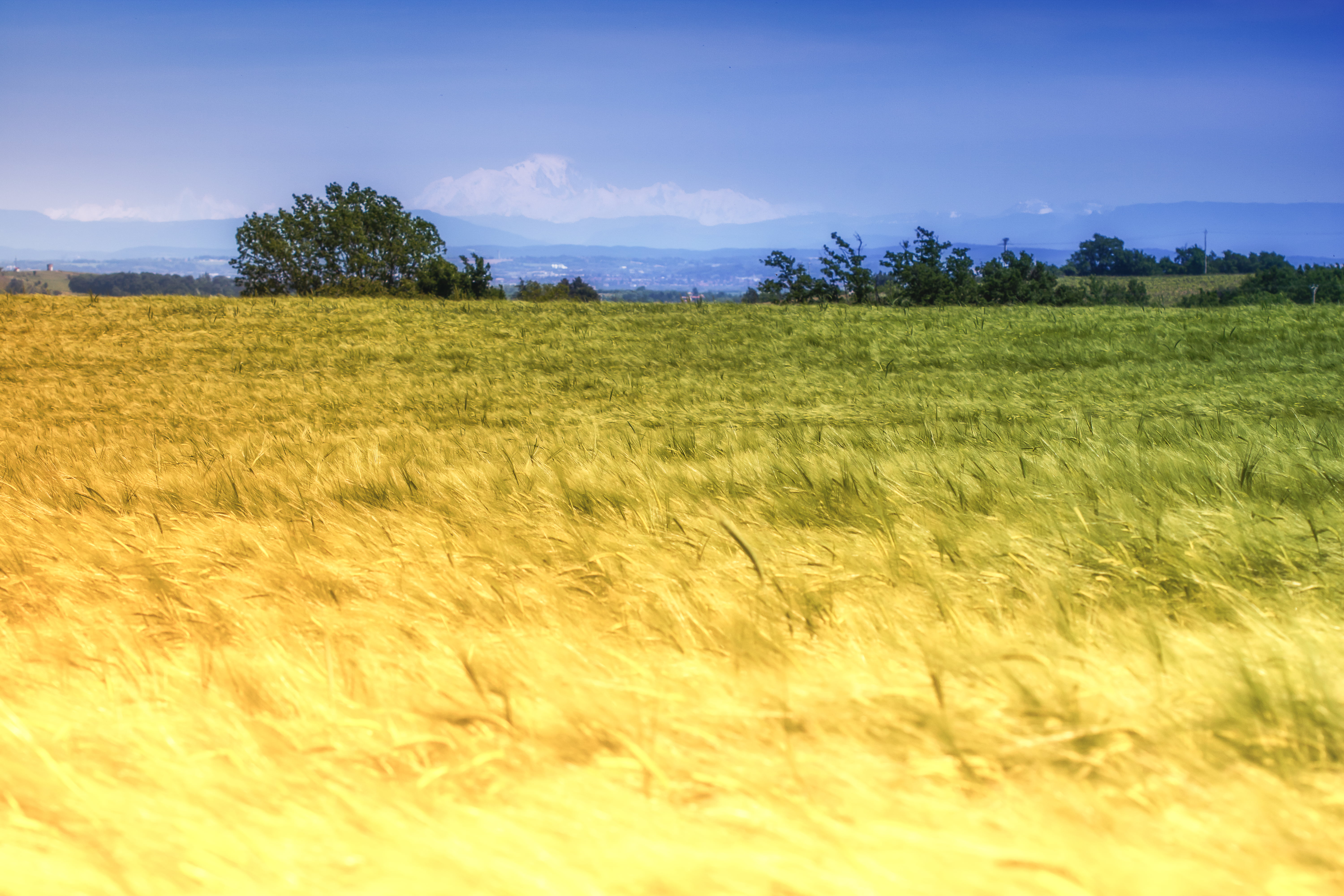 green Field under blue sky photo, le, blé, wheat, mountain, Alps