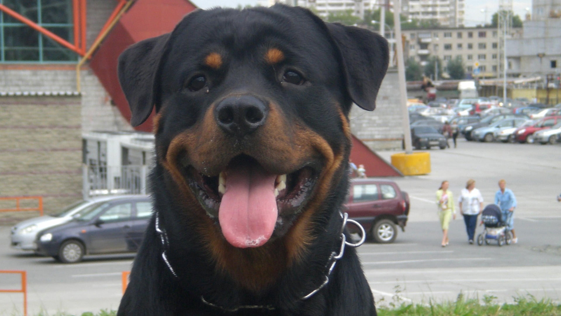 adult black and mahogany Rottweiler, dog, face, protruding tongue