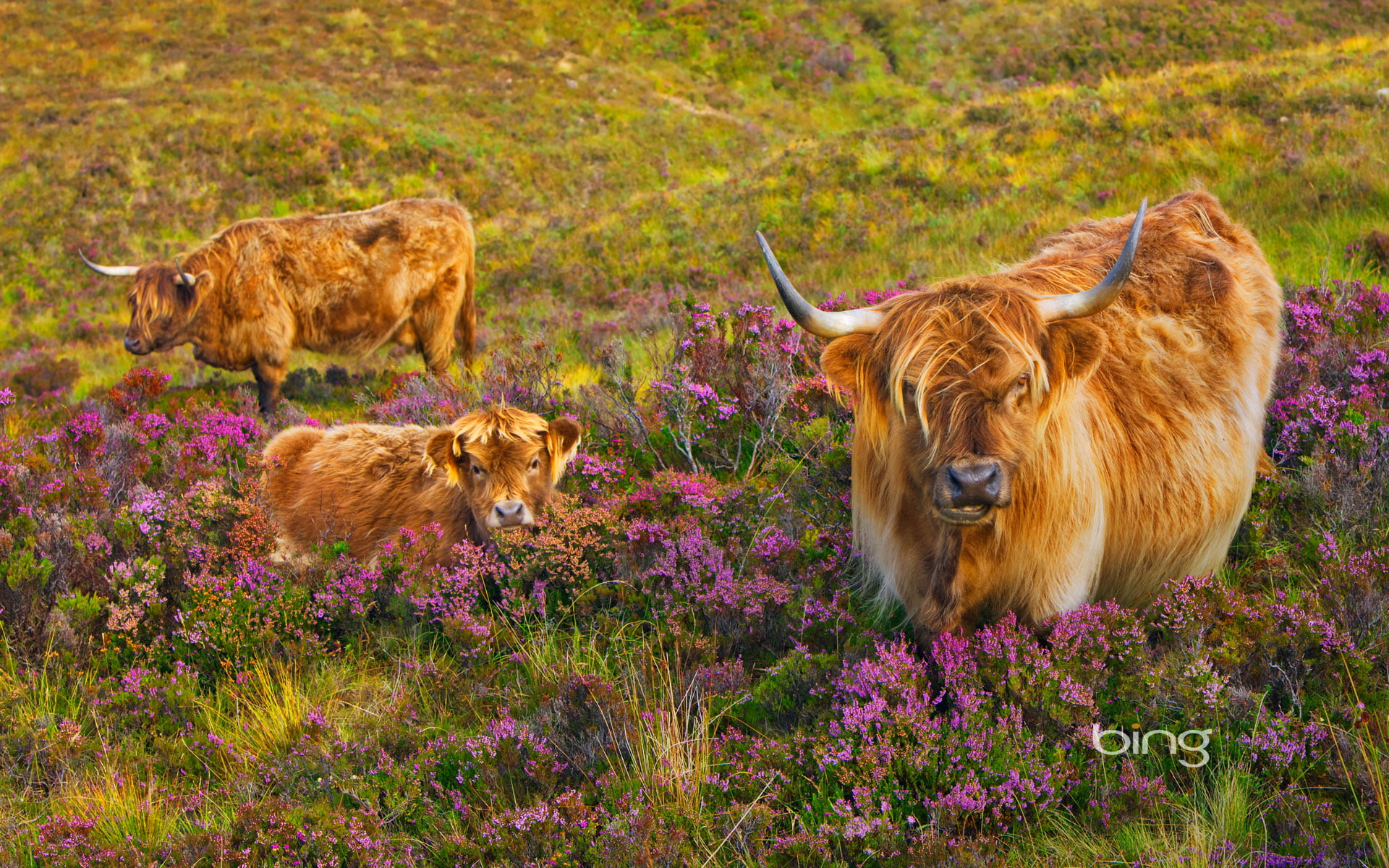 cow, Scotland, Isle of Skye, Heather, calf