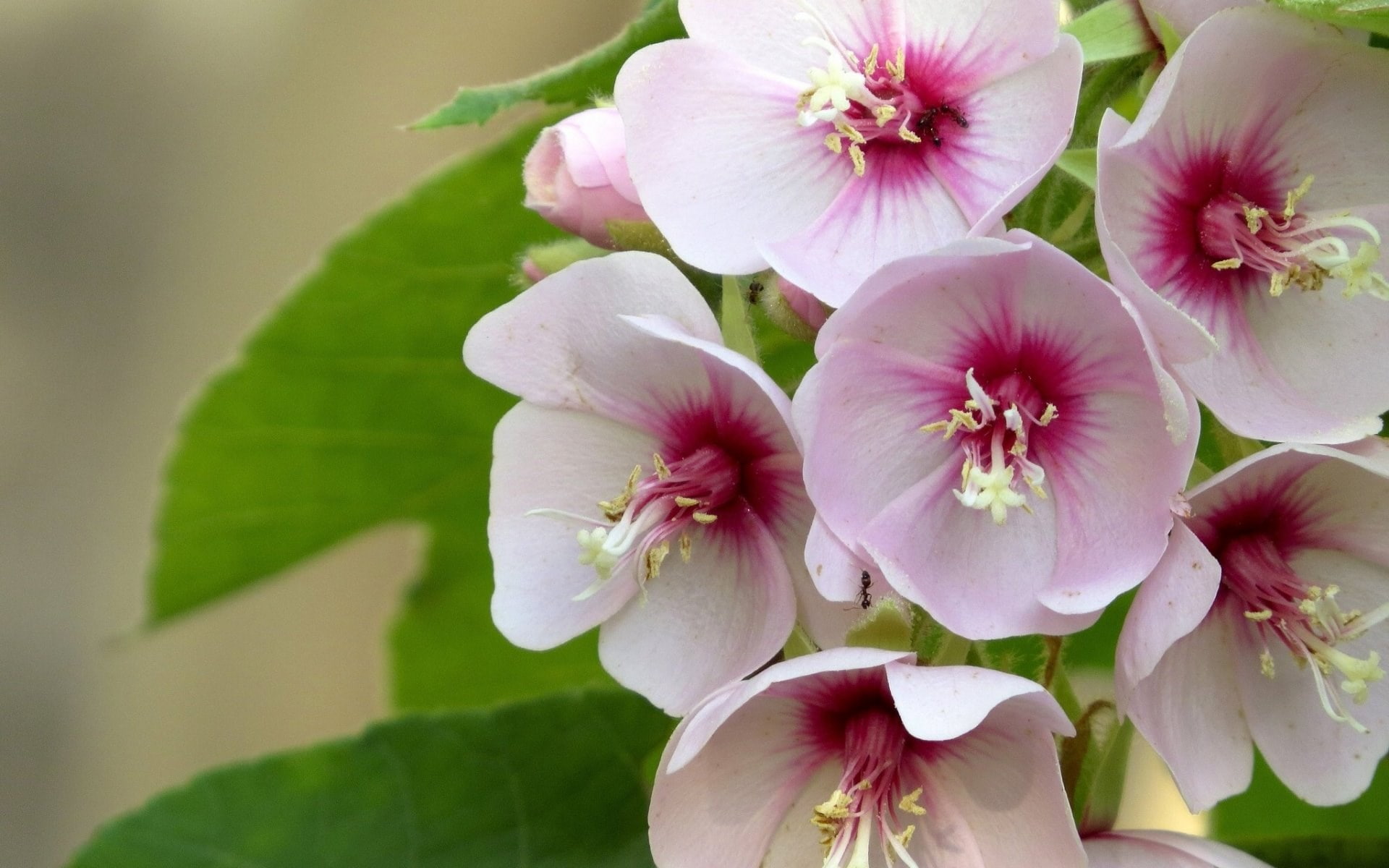 hydrangea