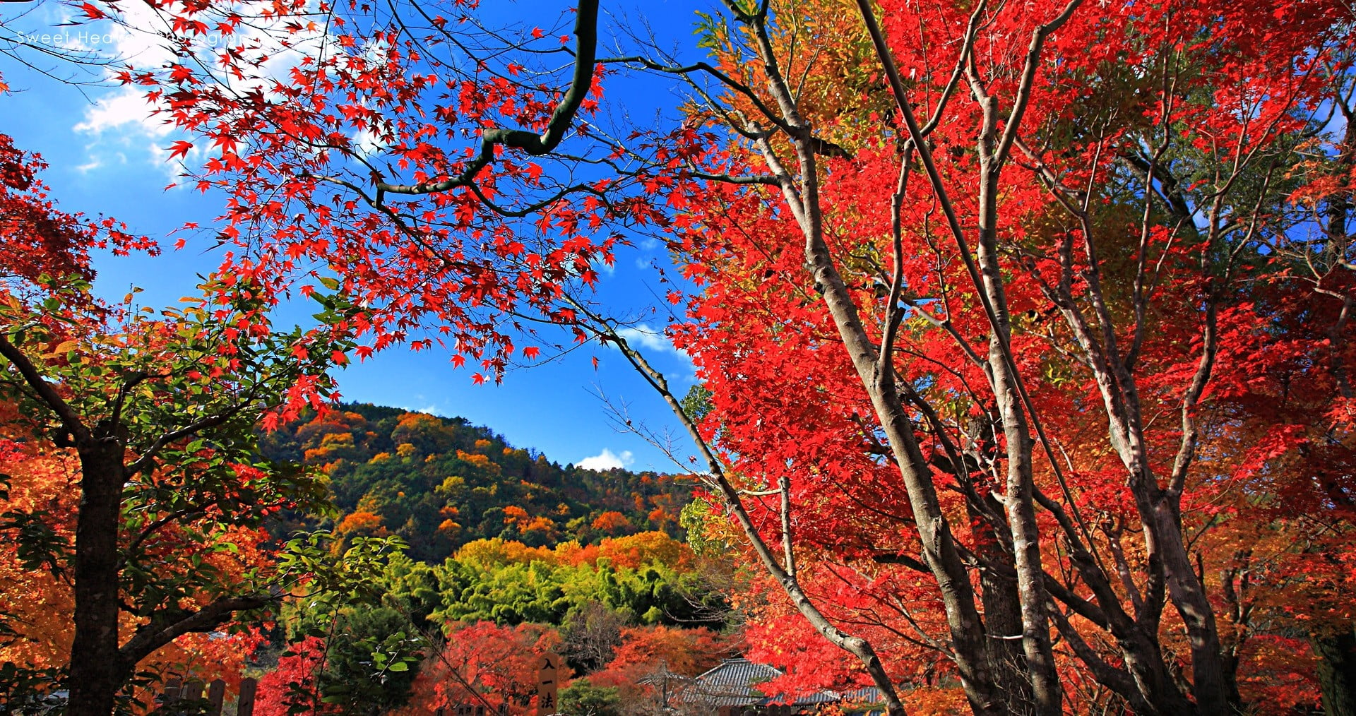 red leaves trees, maple leaves, fall, hills, nature, landscape