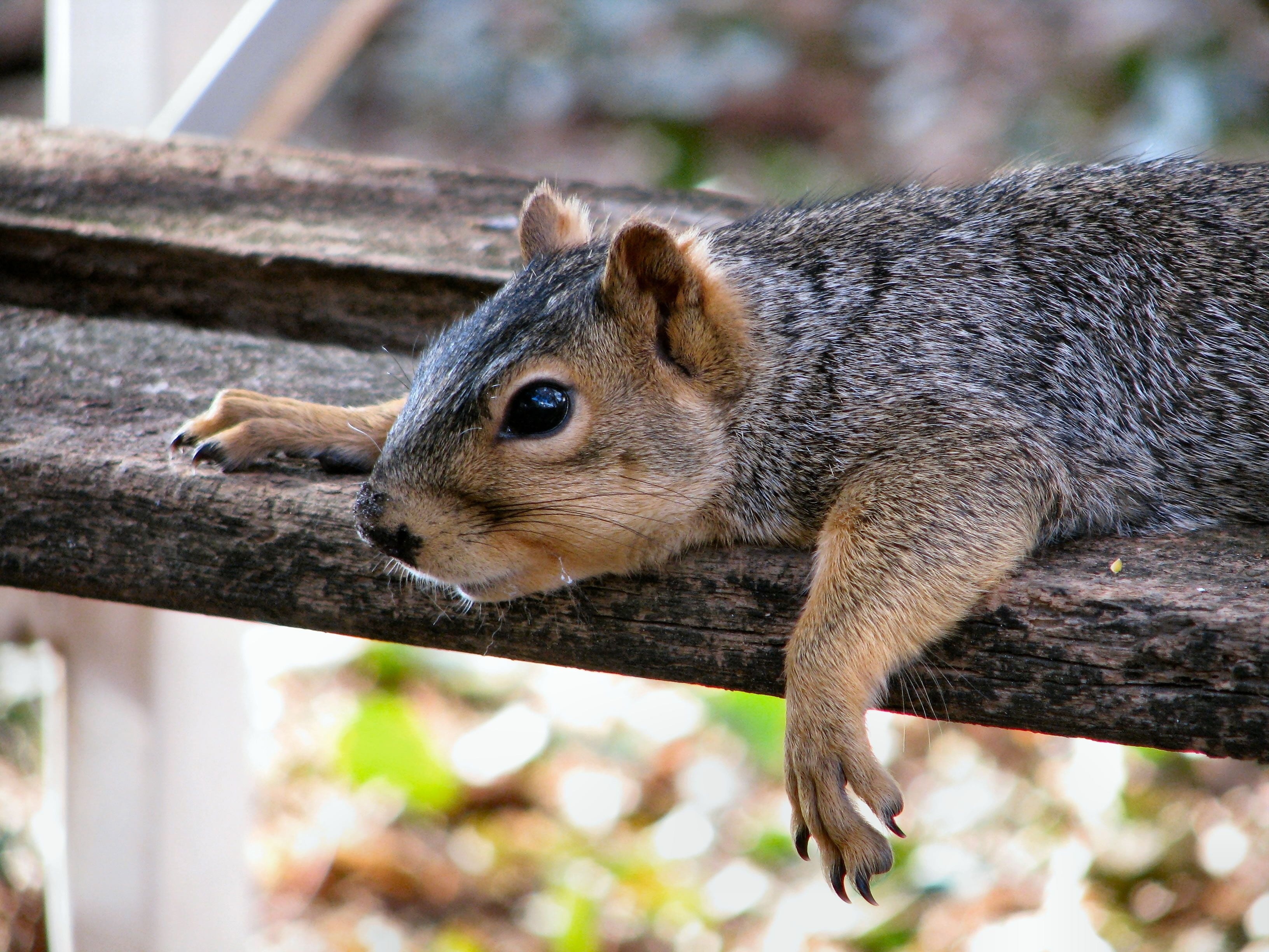 brown and gray squirrel, down, rest, animal, mammal, rodent, nature