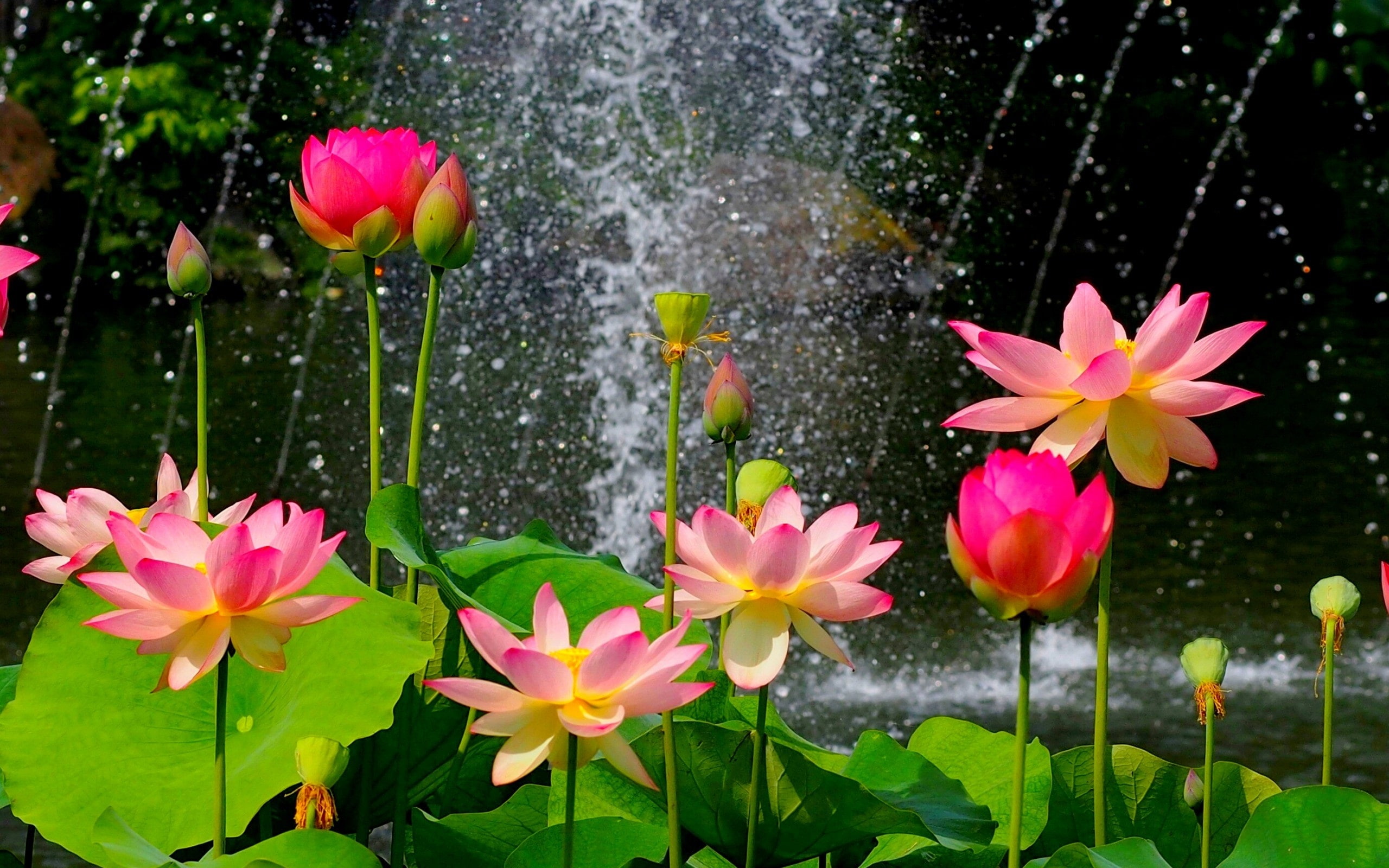 Beautiful lotus pond, pink flowers, green leaves