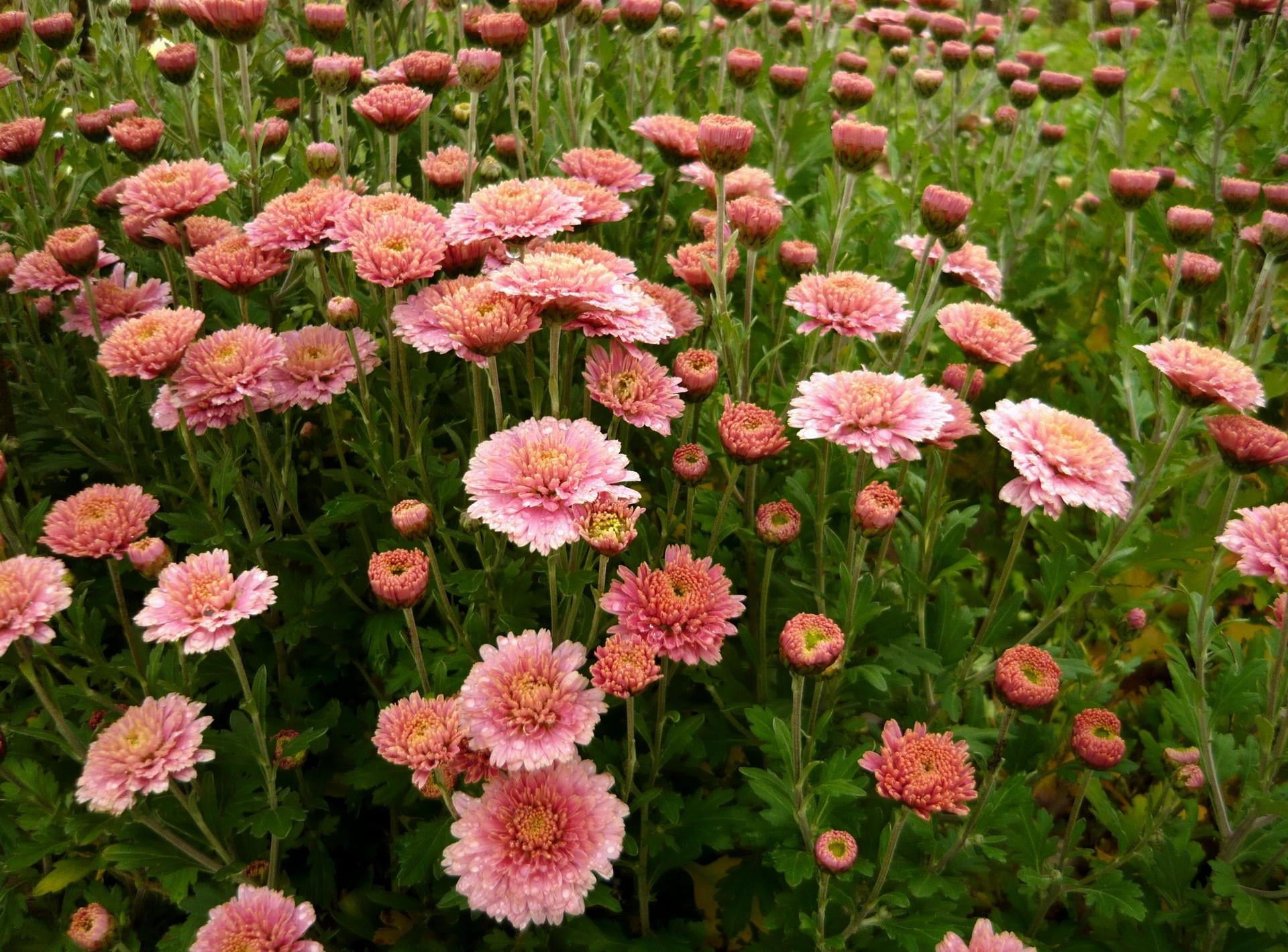 pink chrysanthemum field, aster, flowers, flowerbed, green eyes