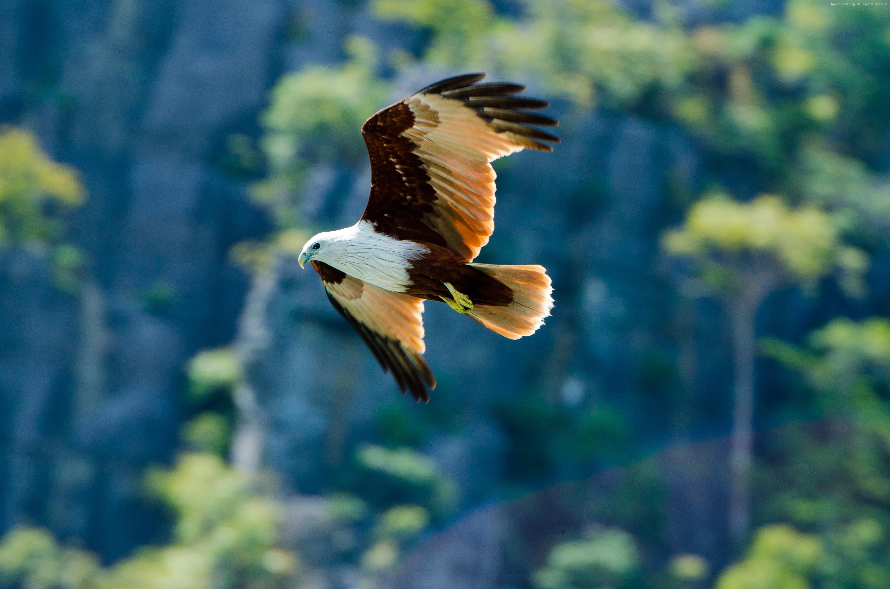 flight, trees, Eagle