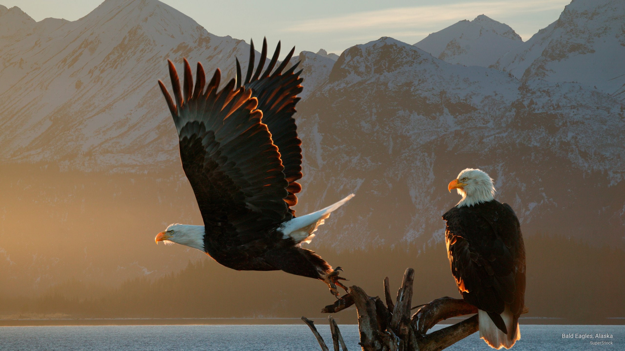 Bald Eagles, Alaska, Birds