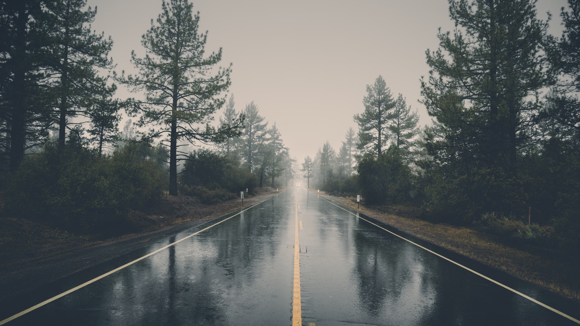 nature, mist, landscape, reflection, trees, rain, forest, road