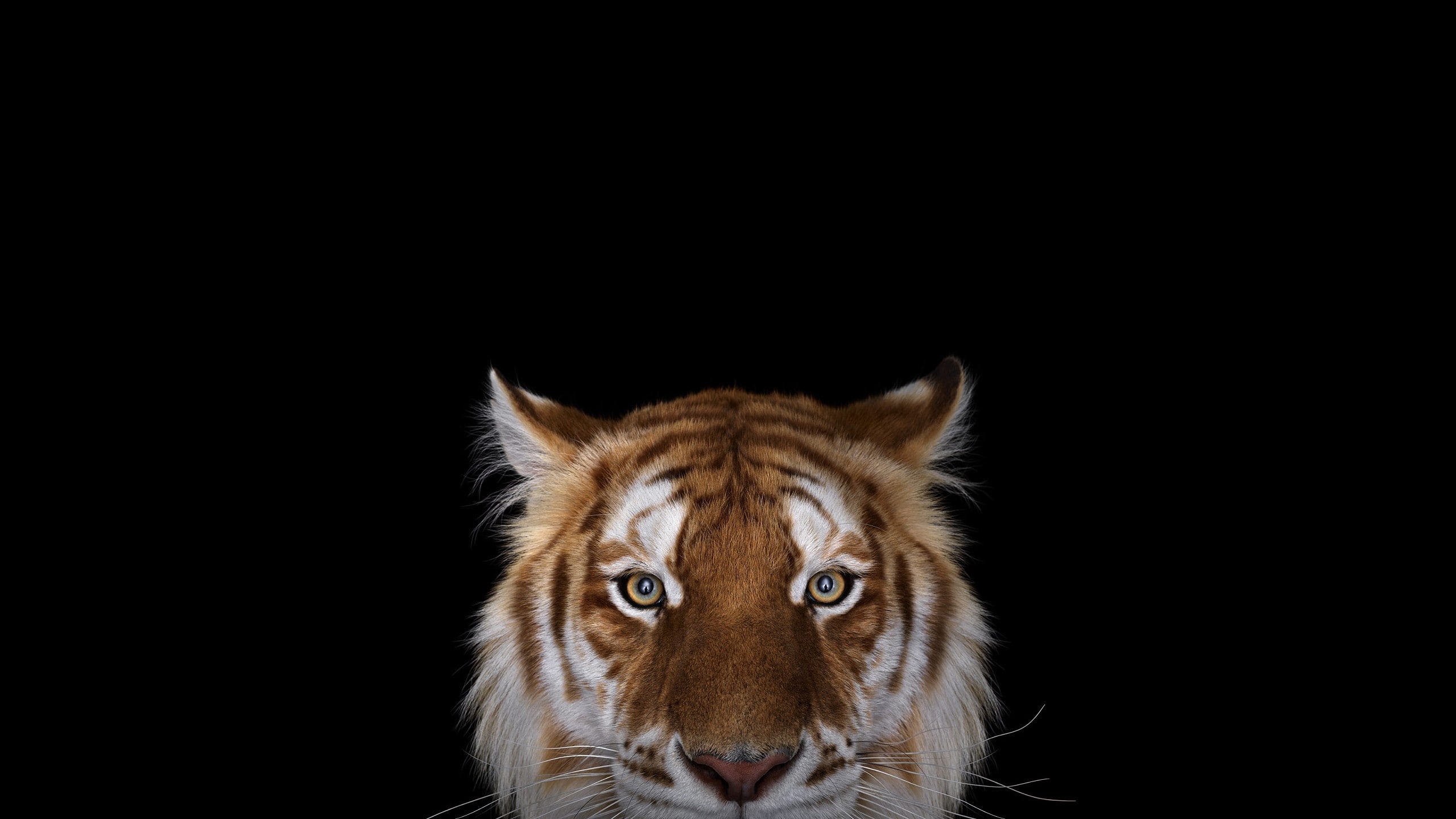bengal tiger, muzzle, background