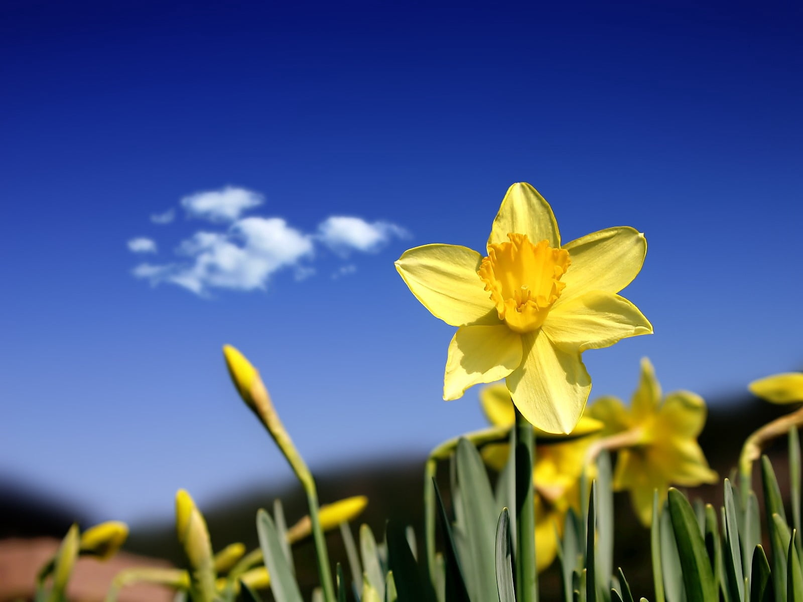 yellow daffodil flower, daffodils, flowers, buds, sky, spring