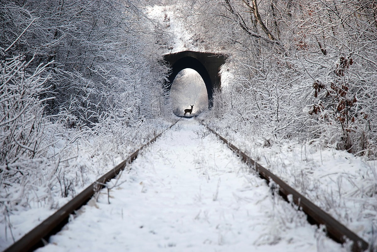 photography, nature, animals, road, train, deer, railway, winter