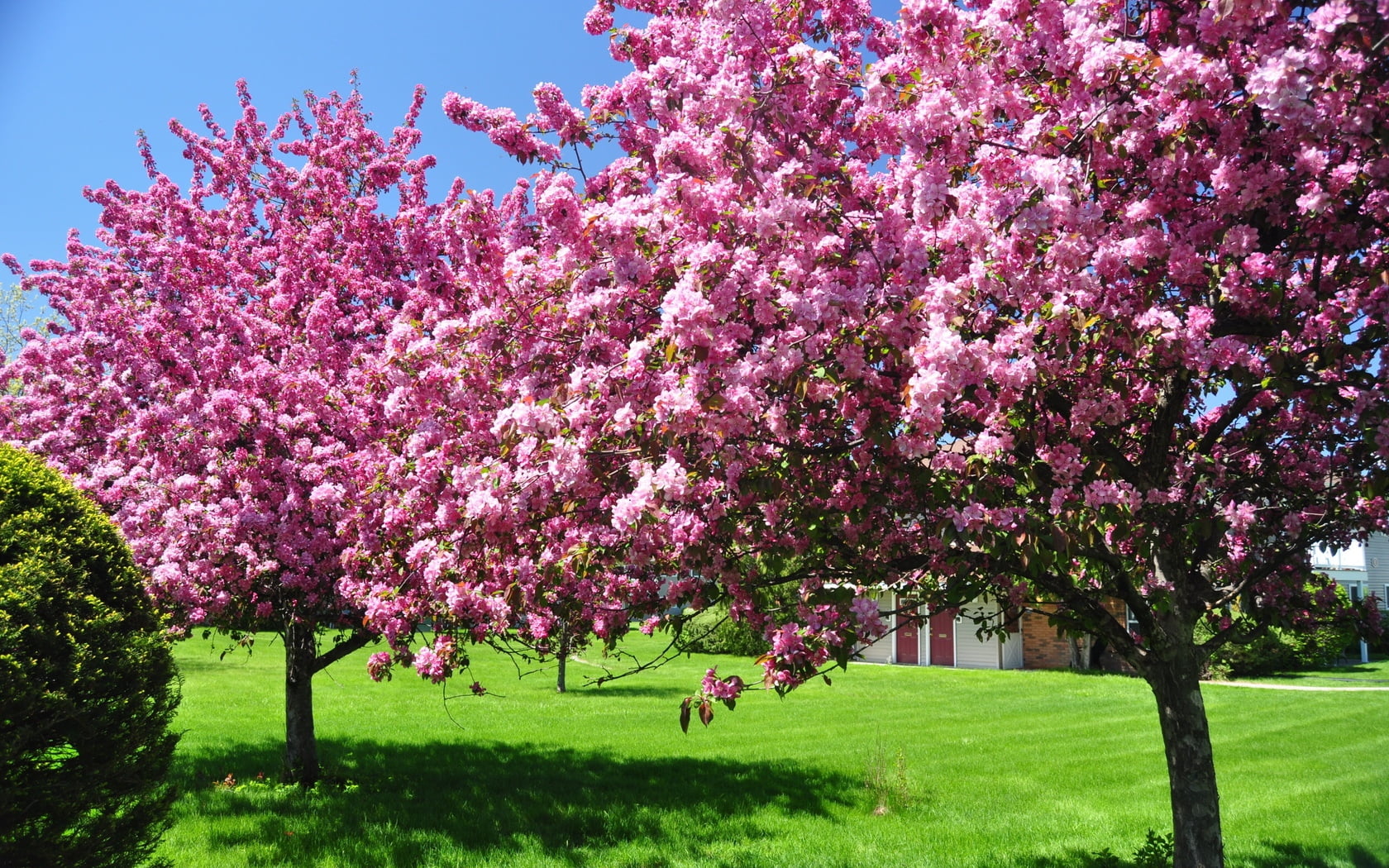 pink cherry blossom trees, blossoming, spring, garden, yard, flower