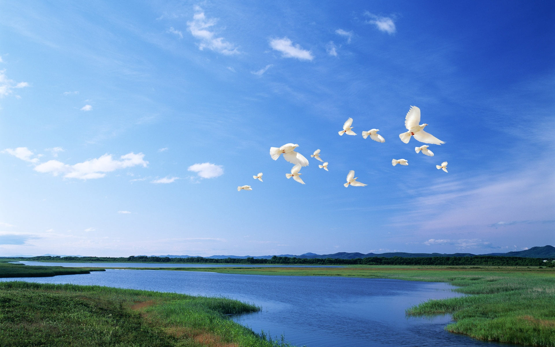 flock of doves, birds, white, flight, river, sky, nature, flying