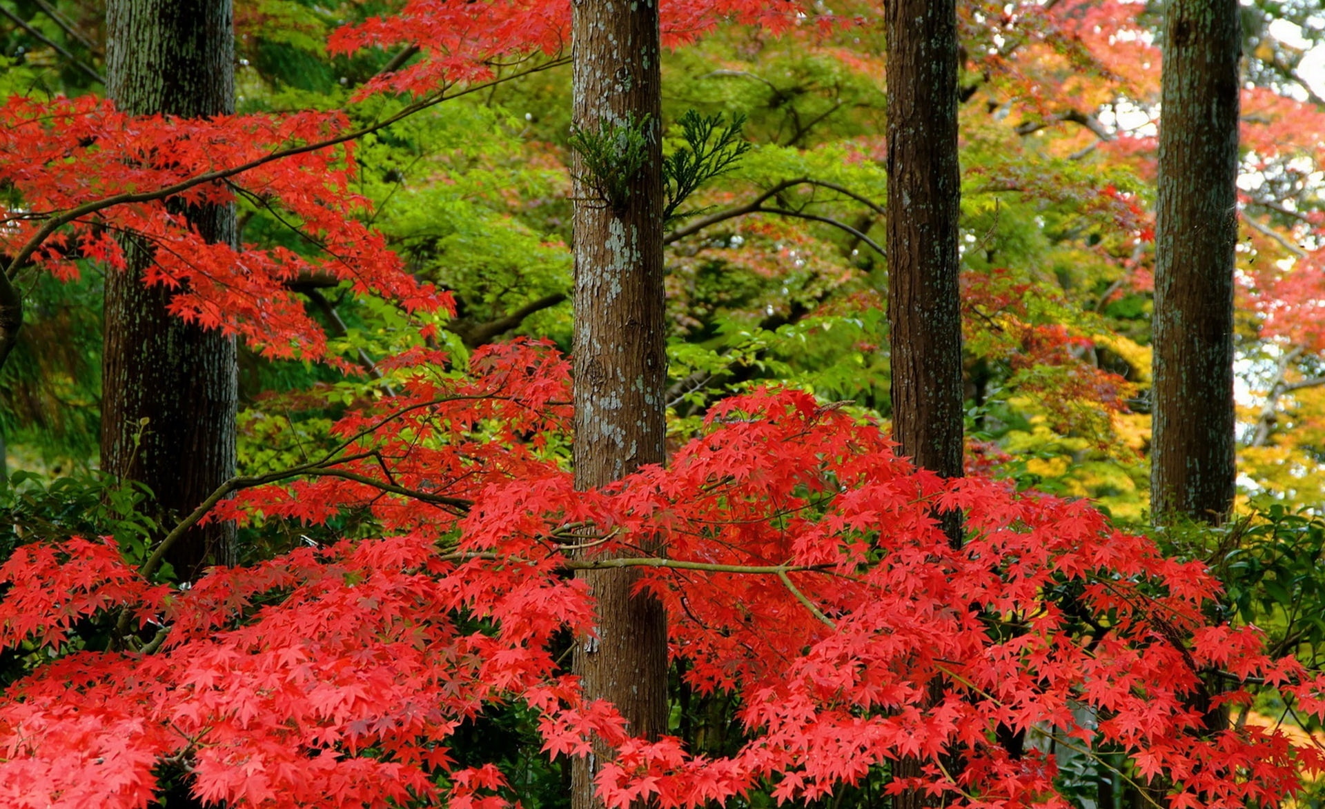 Autumn in Japan, red leafed tree, Seasons, Nature, Trees, Fall