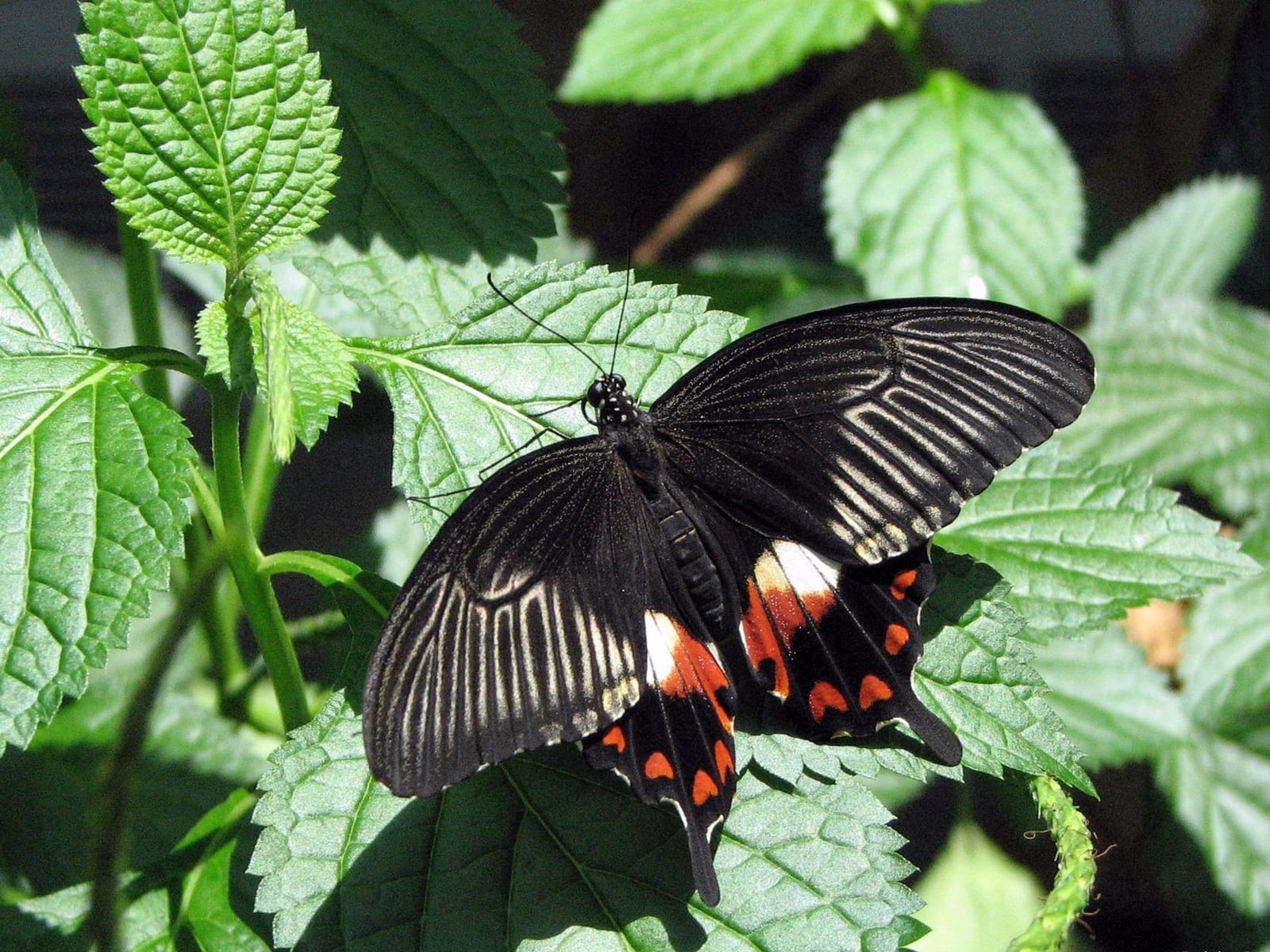 great mormon butterfly, flying, wings, color, plants, grass, insect
