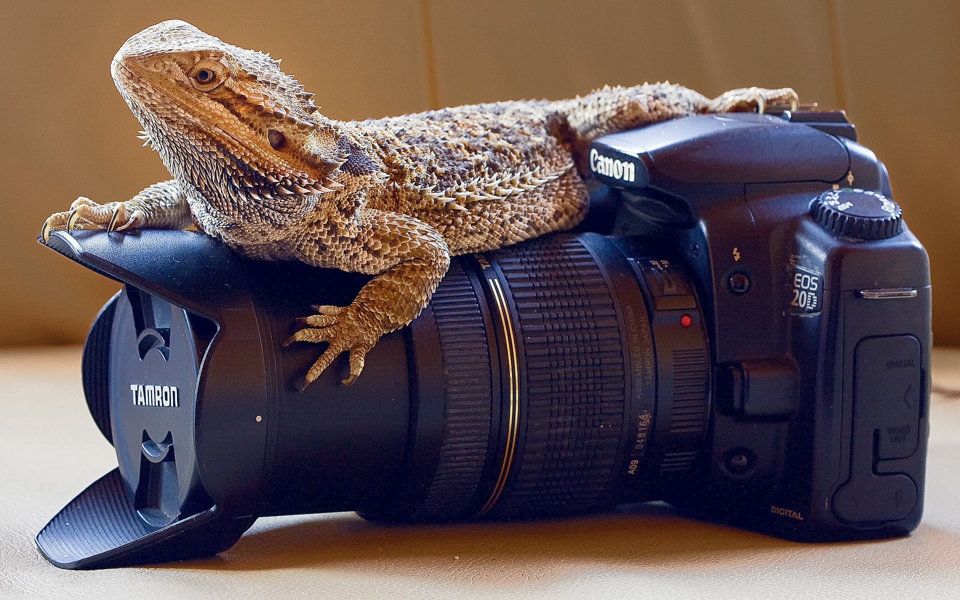 Animals, Reptile, Lizards, Skin, Camera, Canon, Closeup, Photography, Reflex