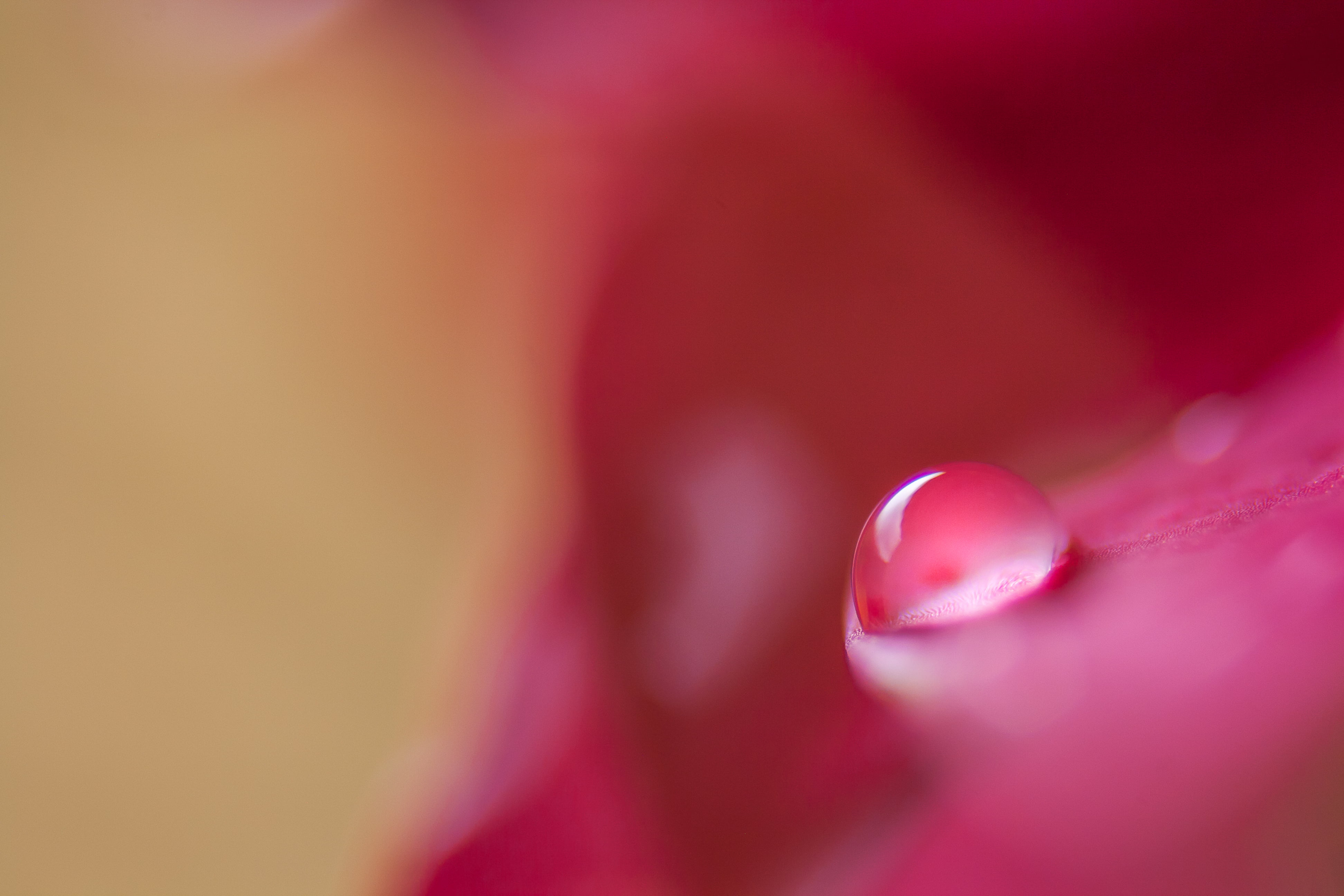 micro photography of dew drop on red petal flower, rose, rose