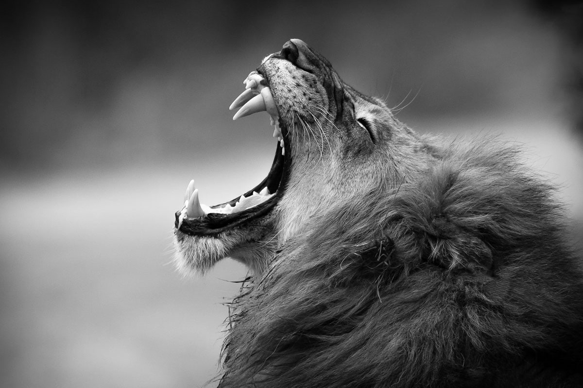 Free download | HD wallpaper: lion, mouth open, animal, animal themes