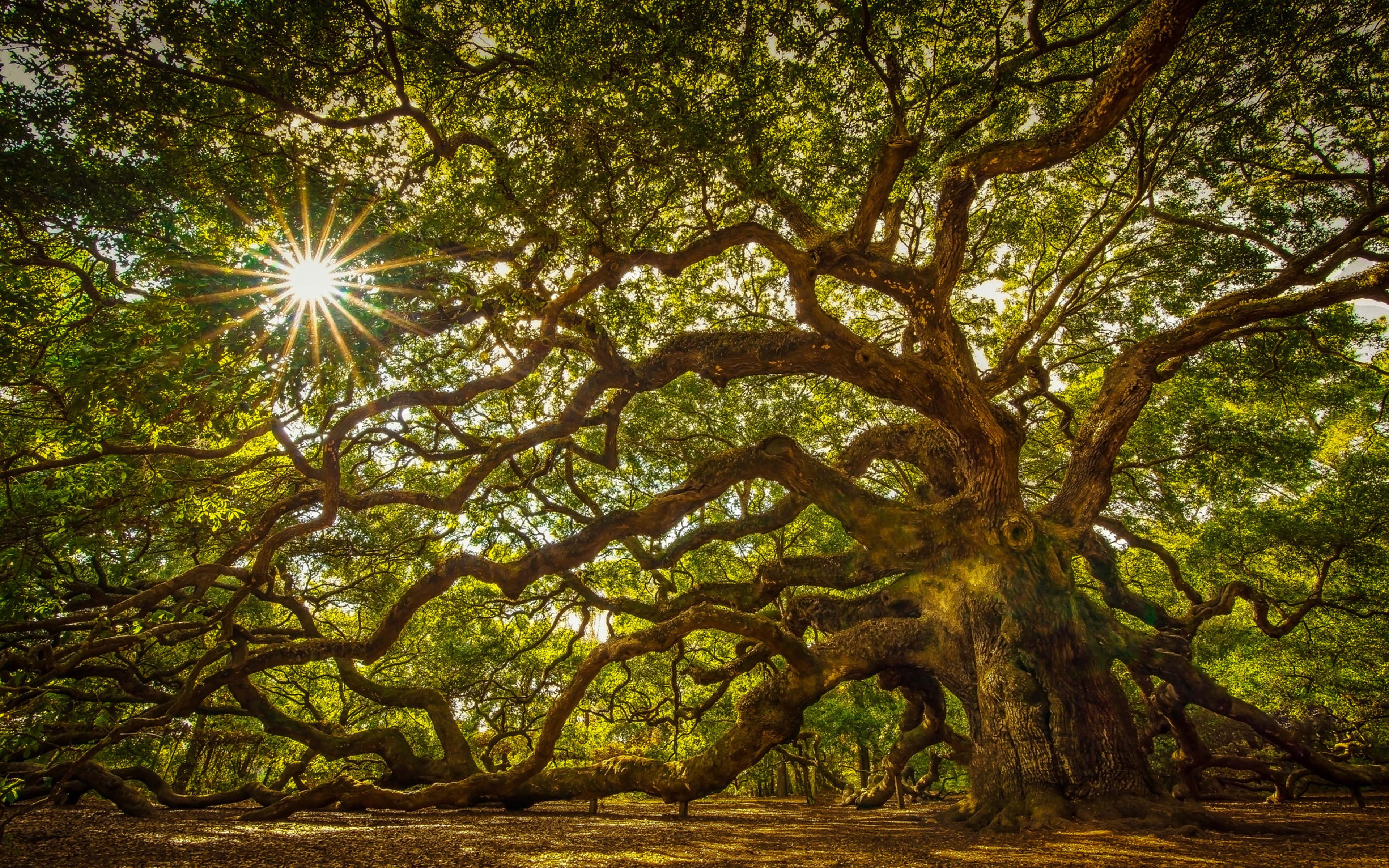 Tree About 1100 Years Old A Massive Oak Tree On John’s Island South Carolina United States Hd Tv Wallpaper For Desktop Laptop Tablet And Mobile Phones 3840×2400
