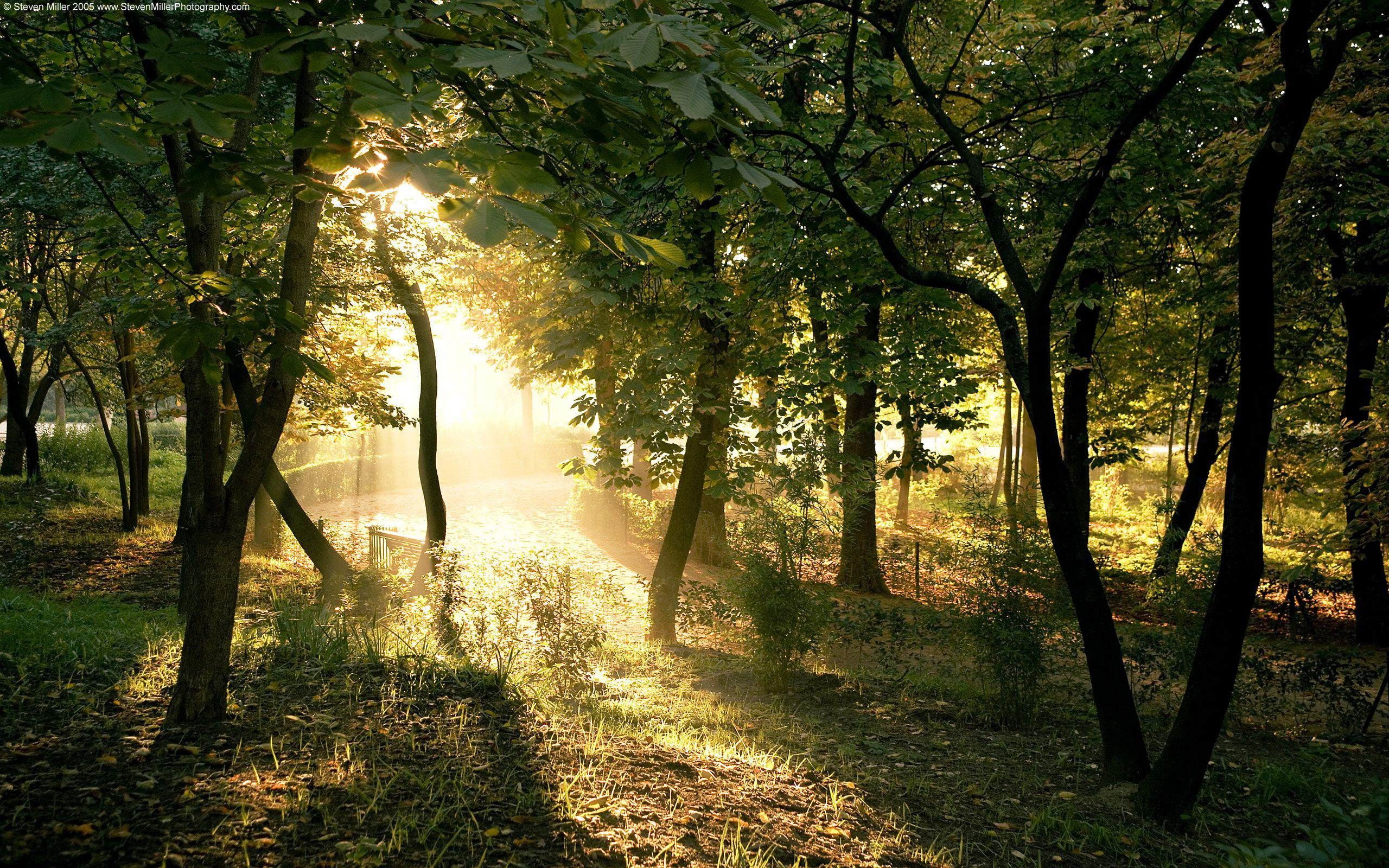 forest, trees, nature, sunlight, plants, tranquility, beauty in nature