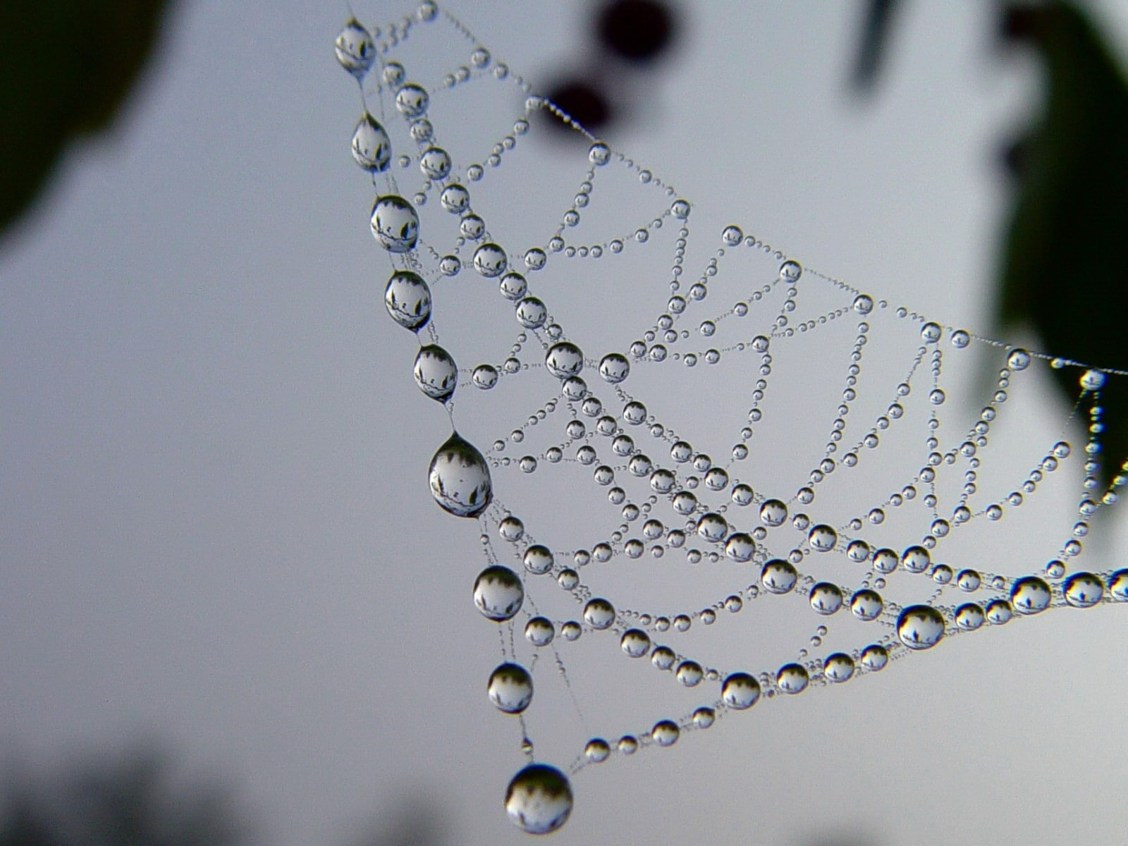 drops, pattern, web