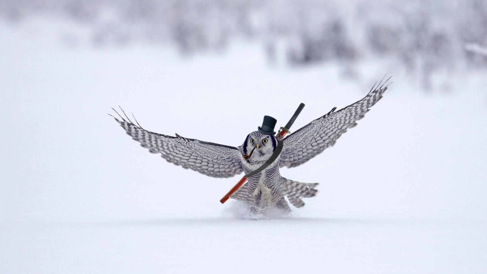 gray owl, winter, snow, humor, photo manipulation, animals, birds
