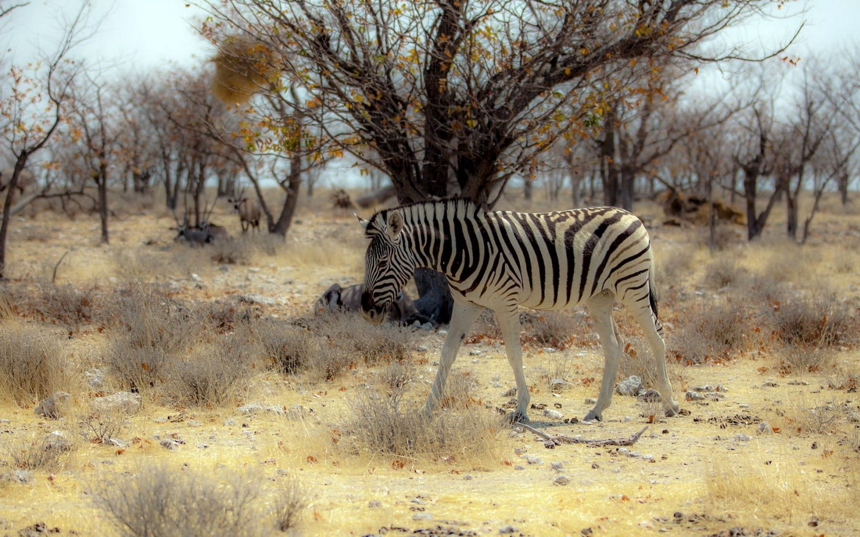 adult zebra, nature, africa, wildlife, safari Animals, animals In The Wild