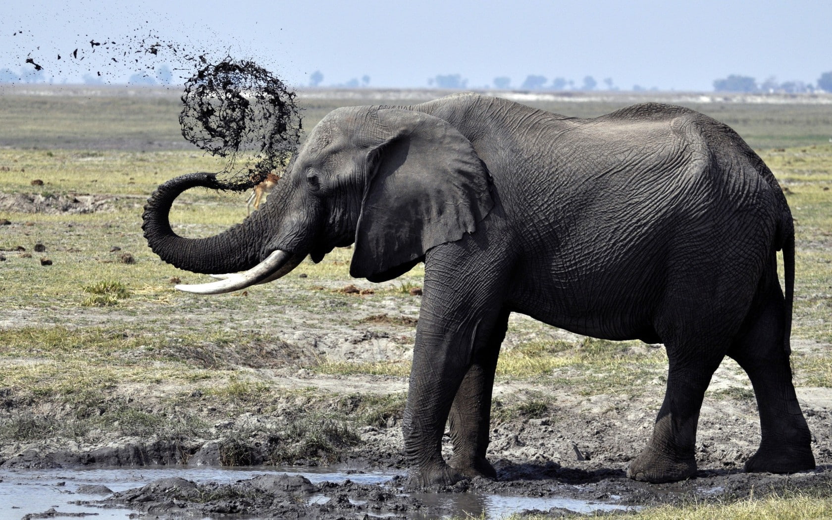 Elephant mud puddle, elephants, tusks, trunk, shower