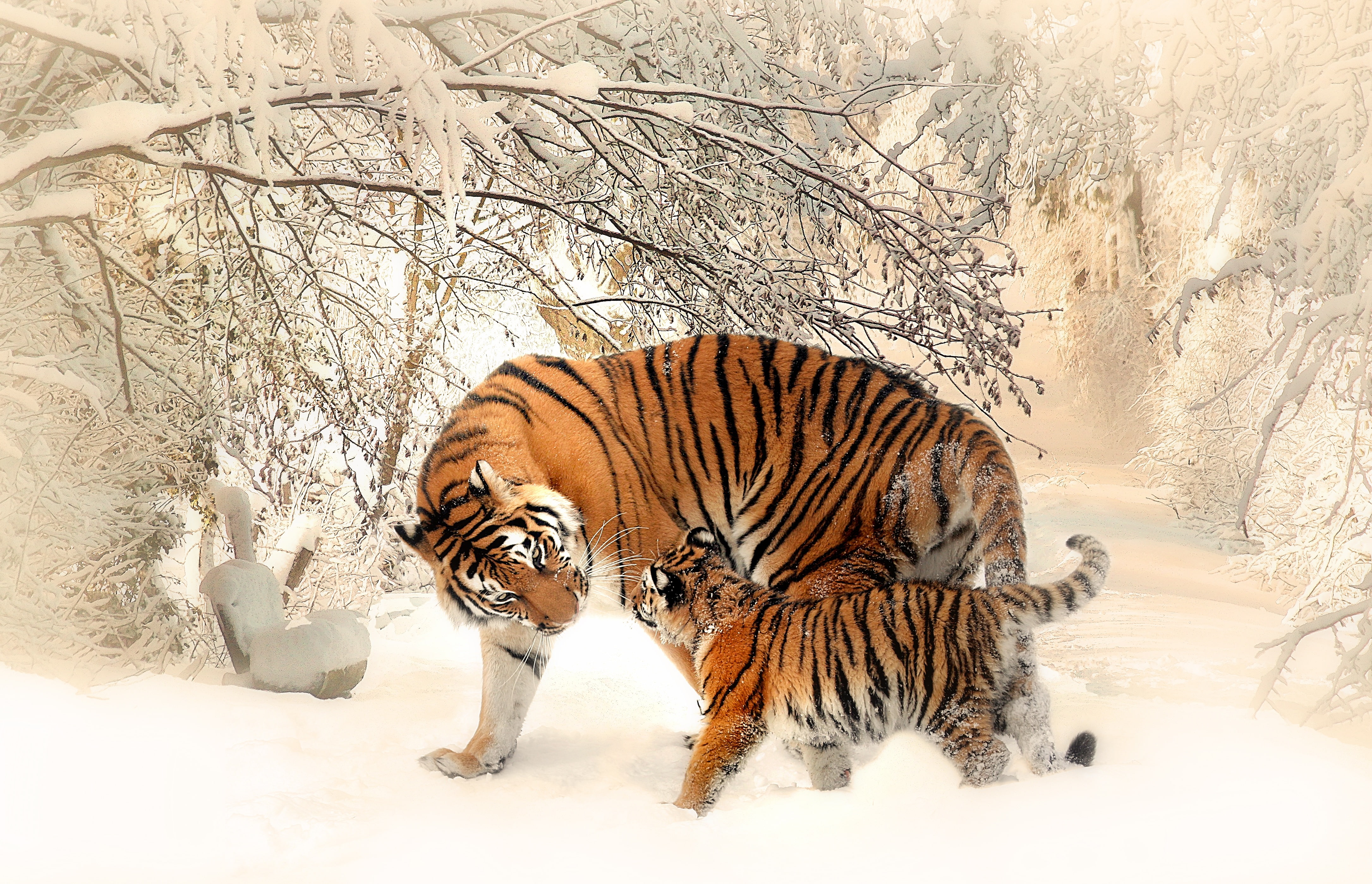 Tiger, Tiger cub, Baby tiger, Snow, 4K