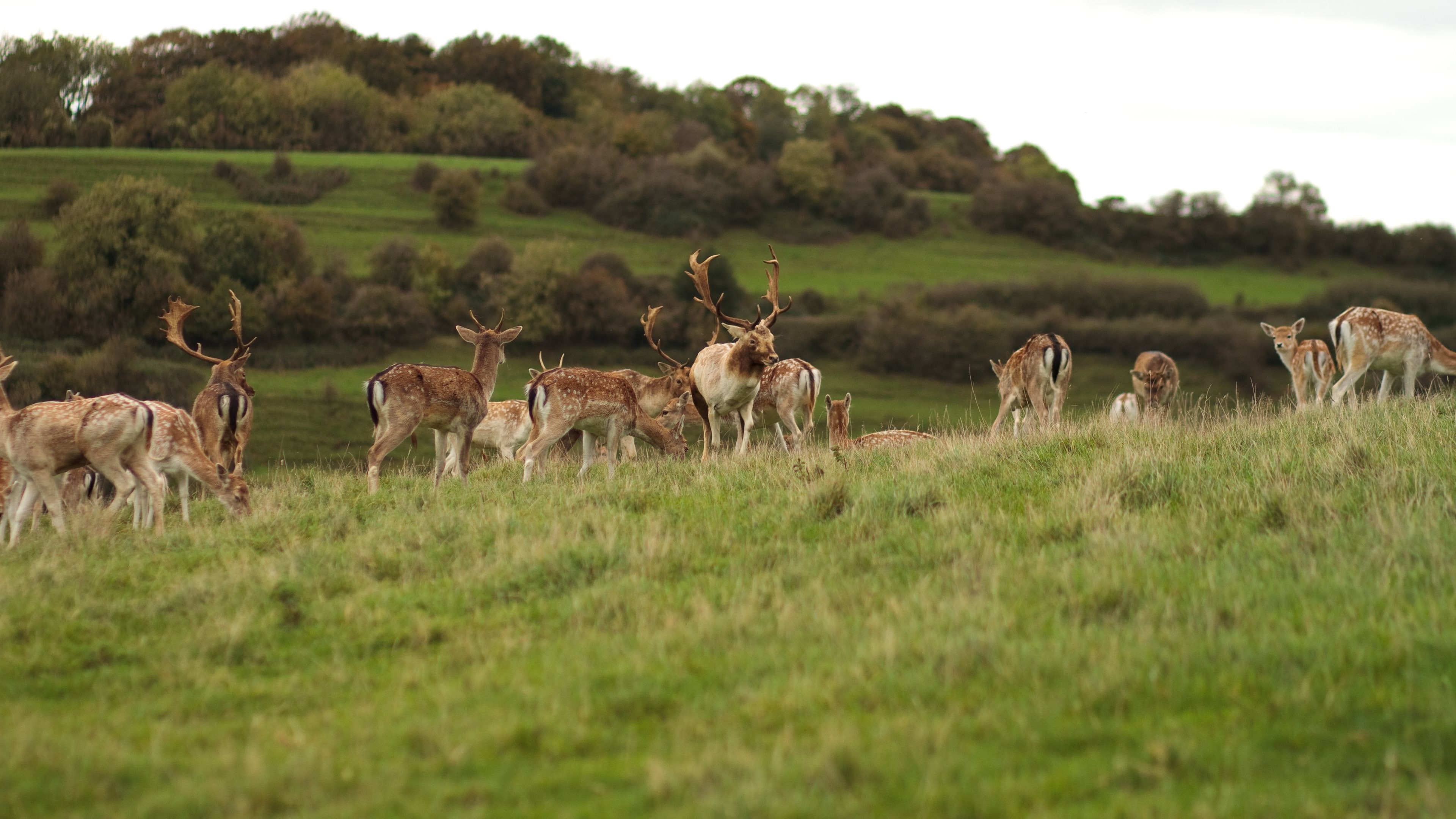 deer