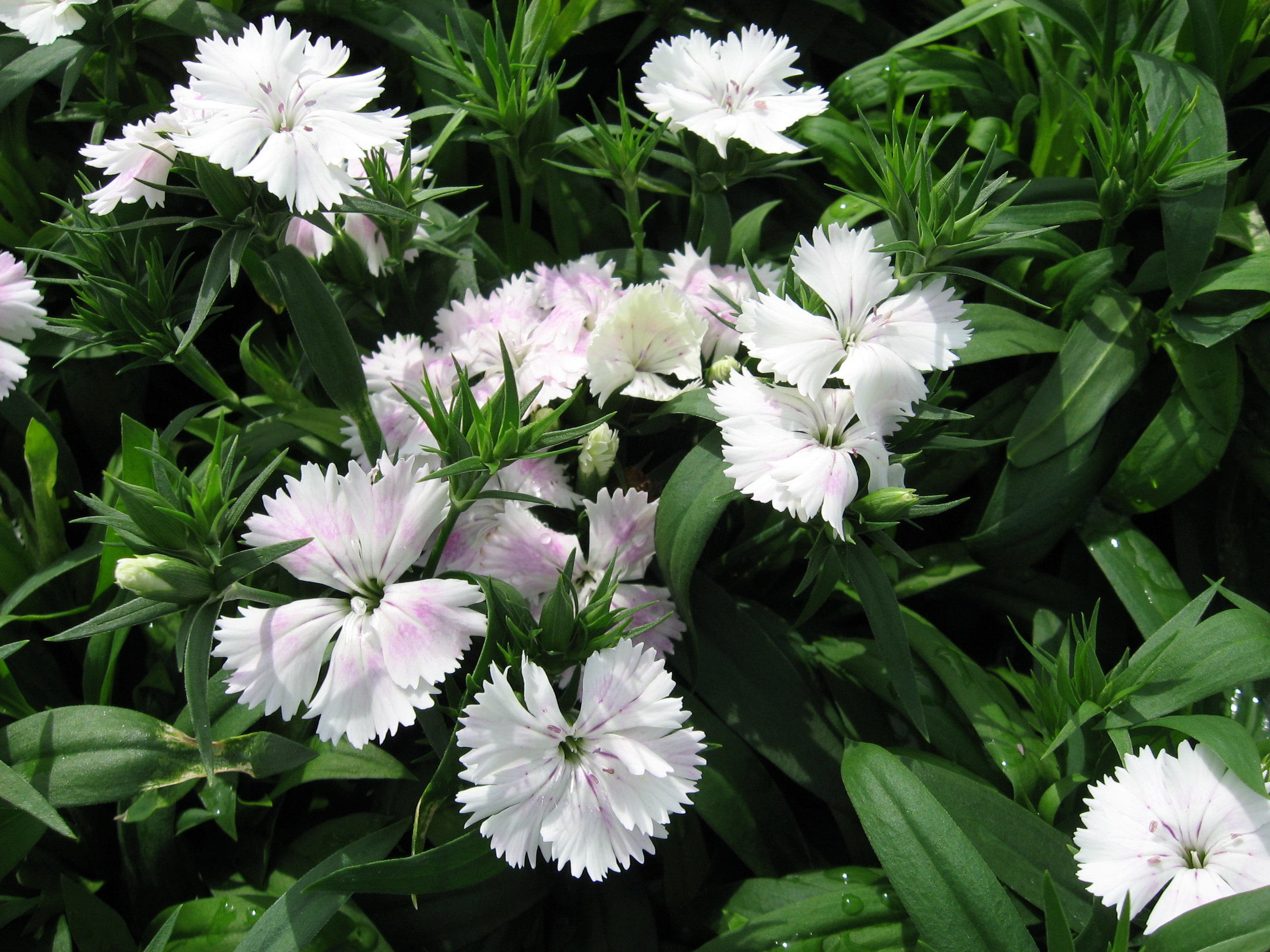 carnation