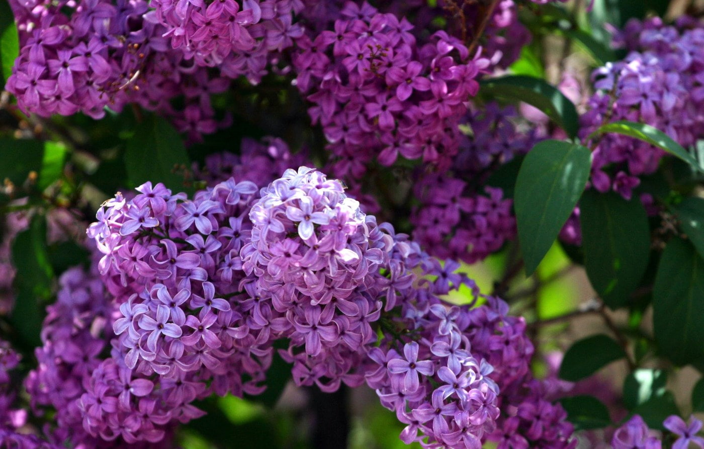 lilac