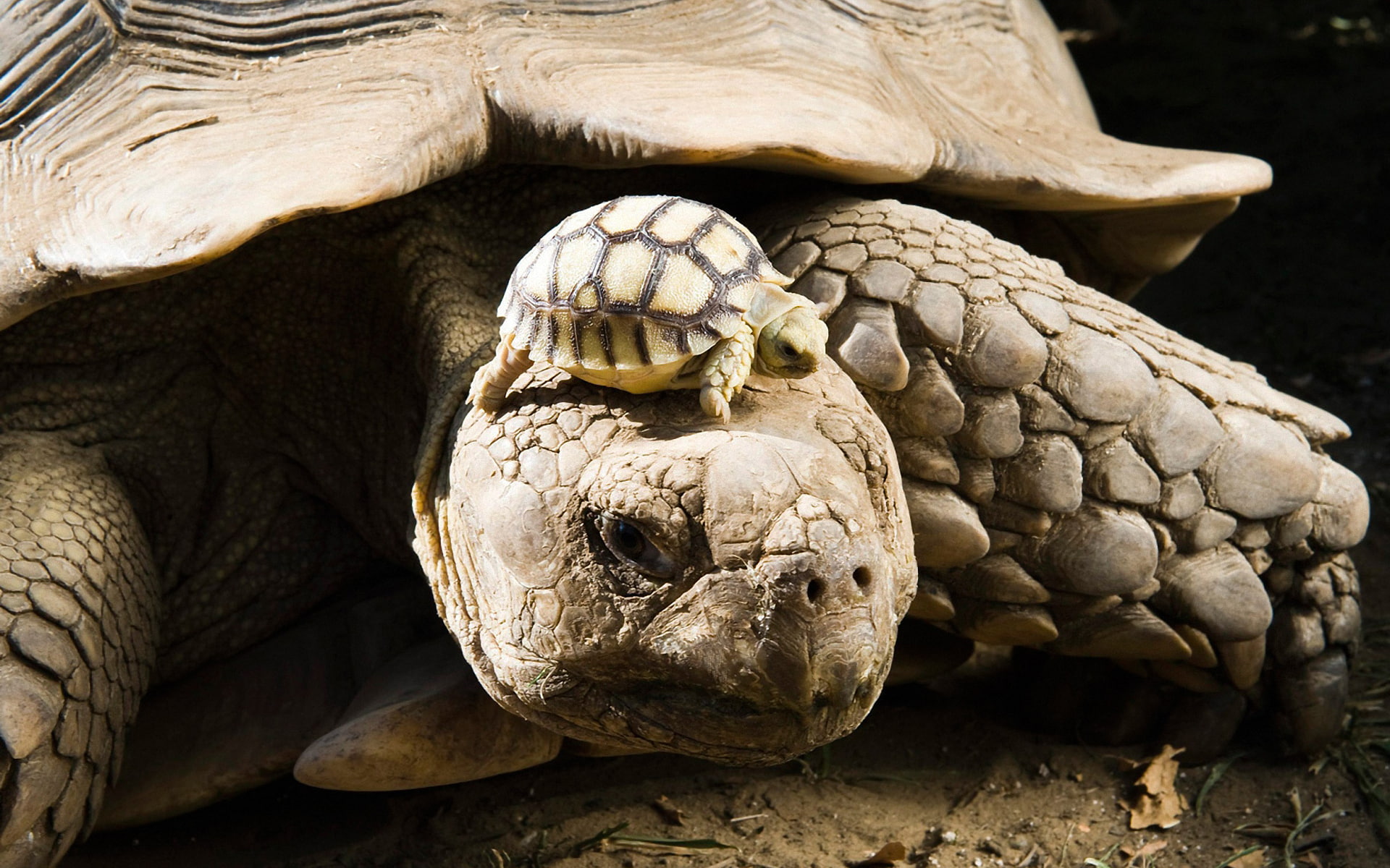 turtle, cub, shell