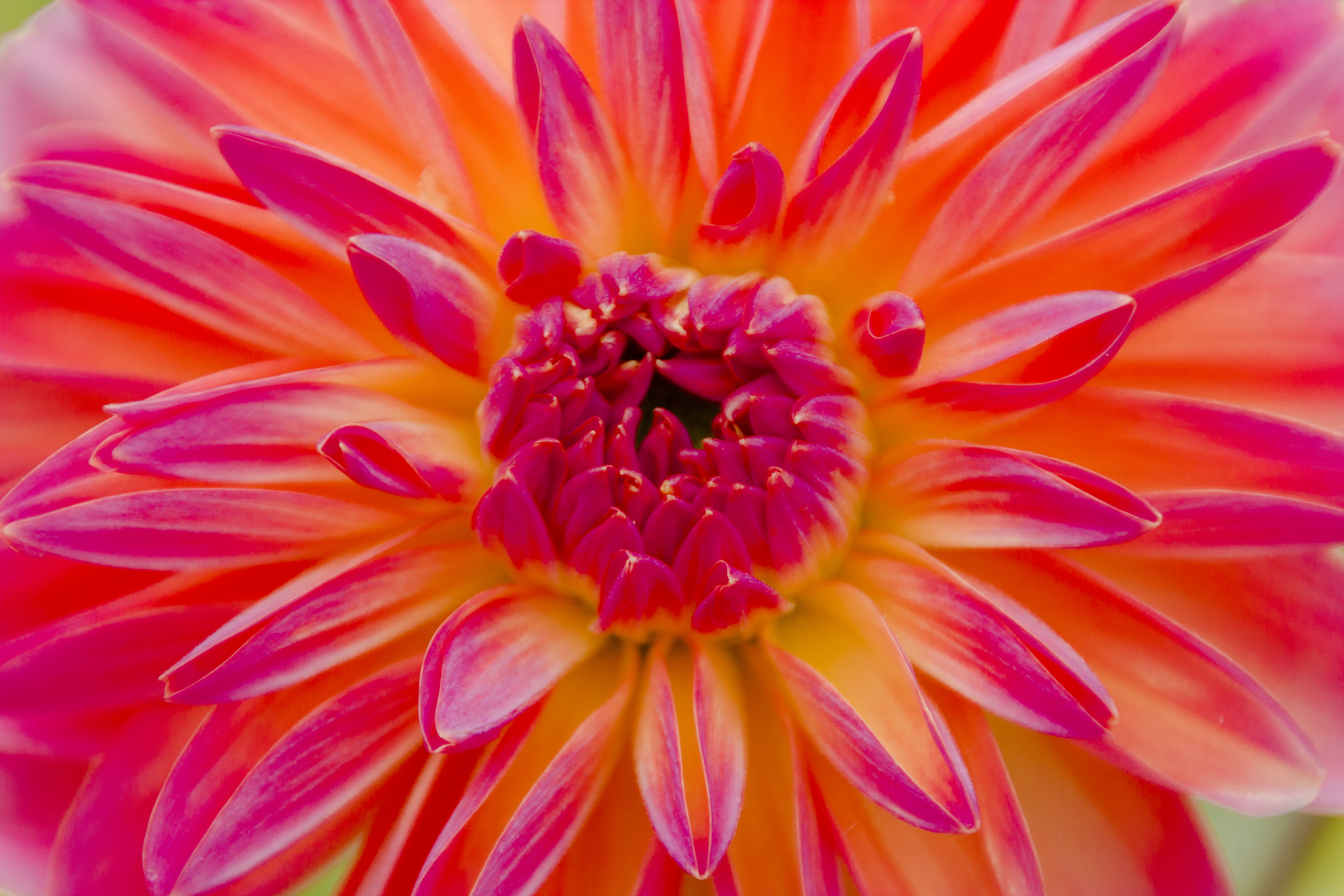 closeup photography of red and yellow petaled flower, dahlia, dahlia